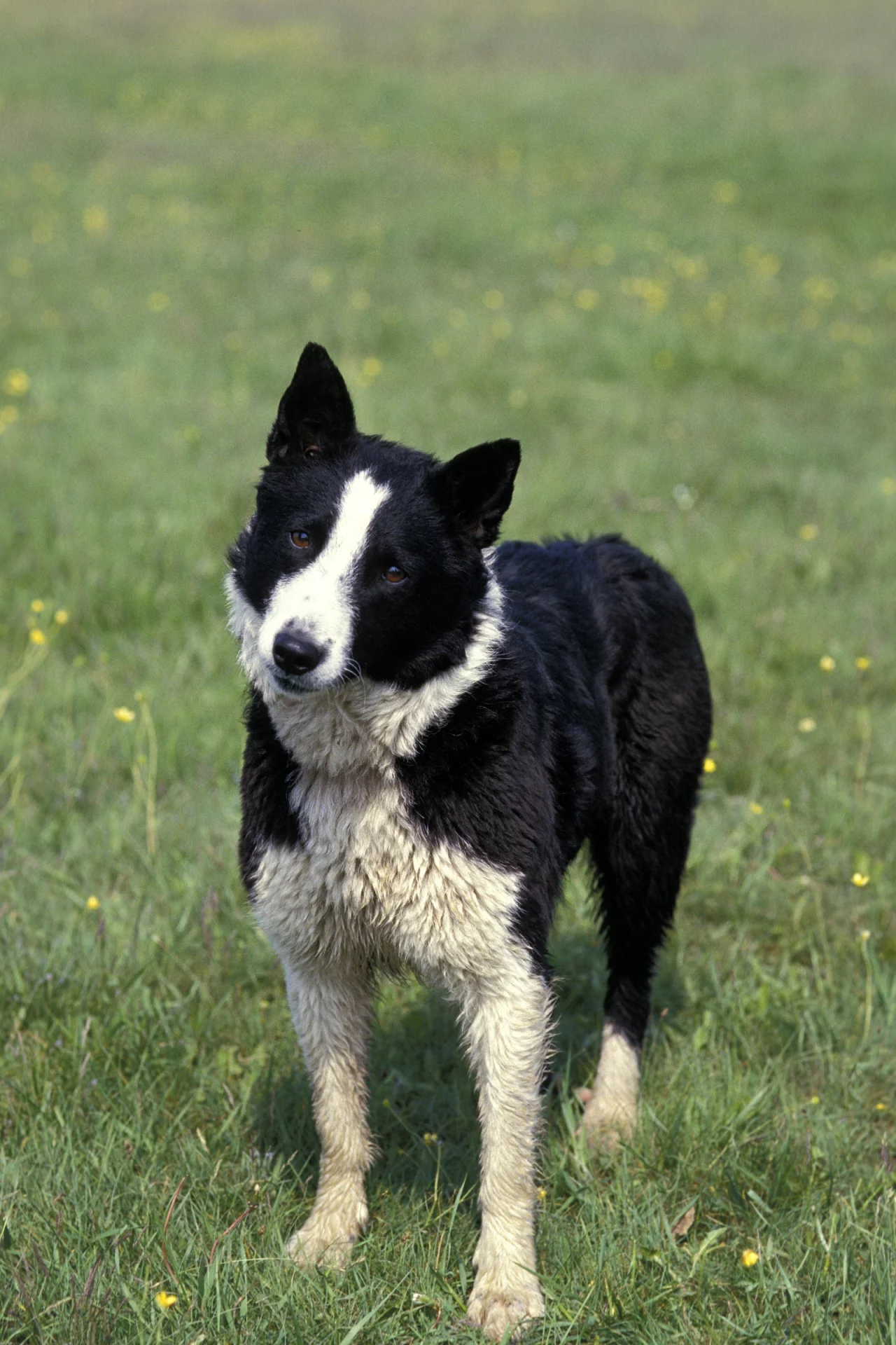 2021_04_kareliai-medvevadasz-scaled.webp