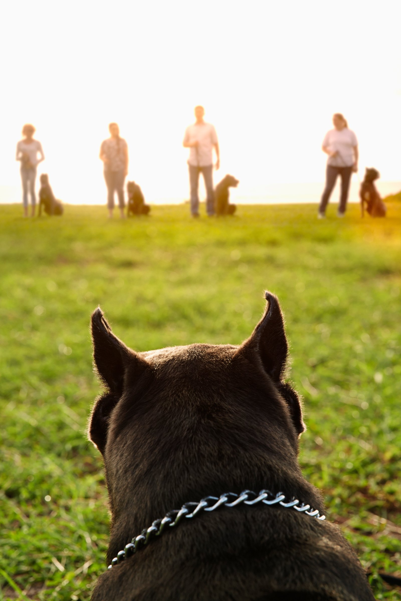 Dog watching owners training dogs in field