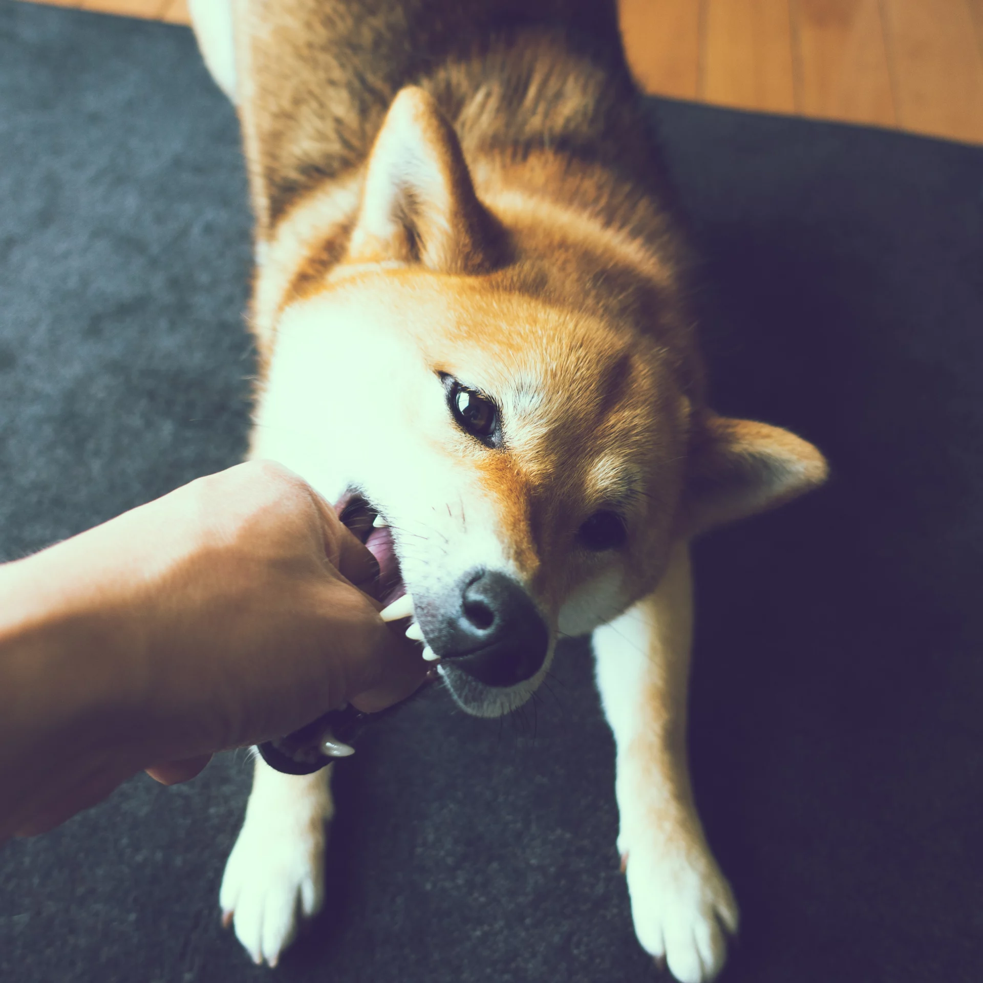2021_04_kutyaharapas-kocka-scaled.webp