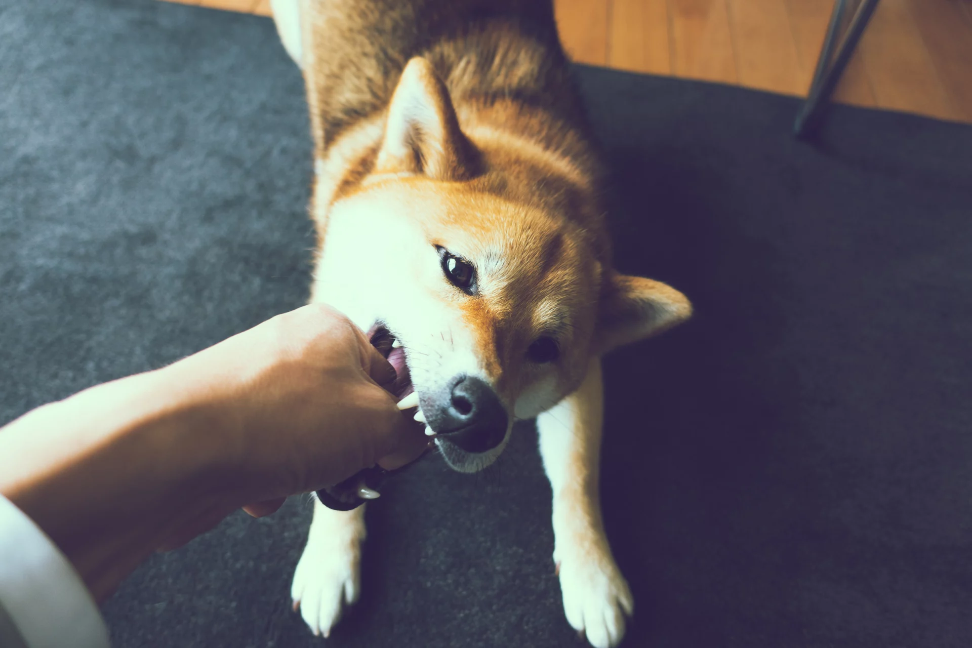 2021_04_kutyaharapas-scaled.webp