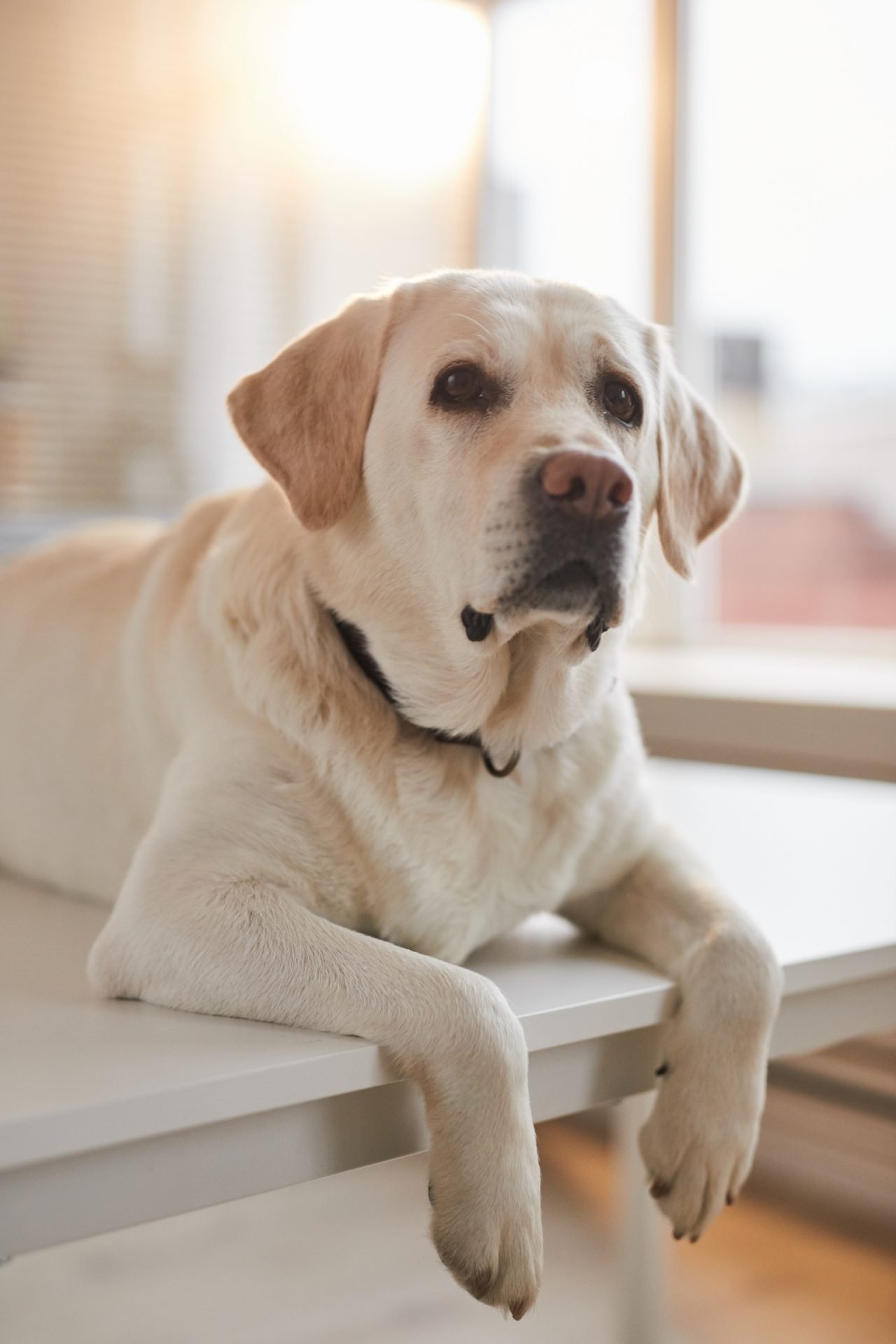 2021_04_labrador-scaled.jpg