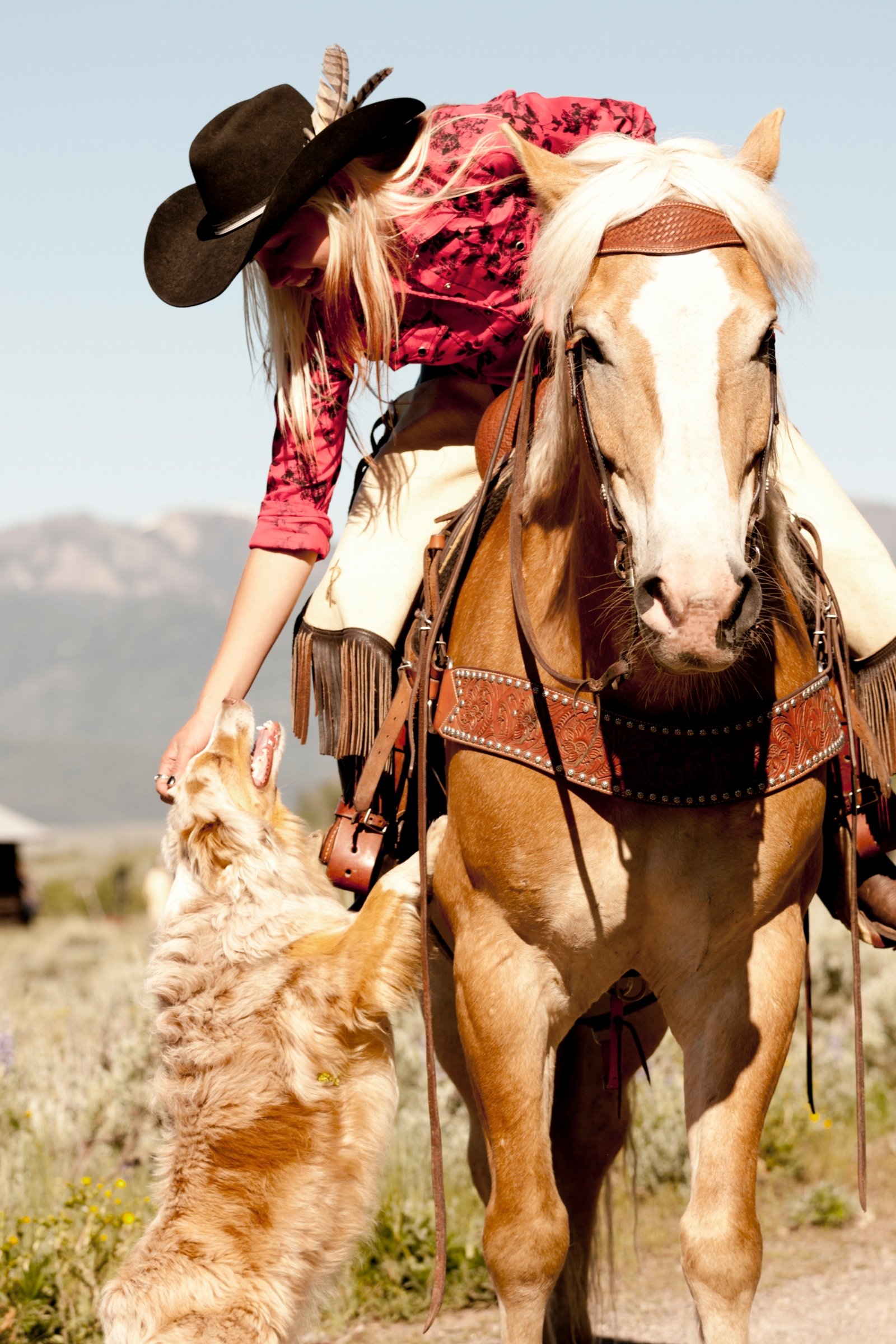 ló lovas western