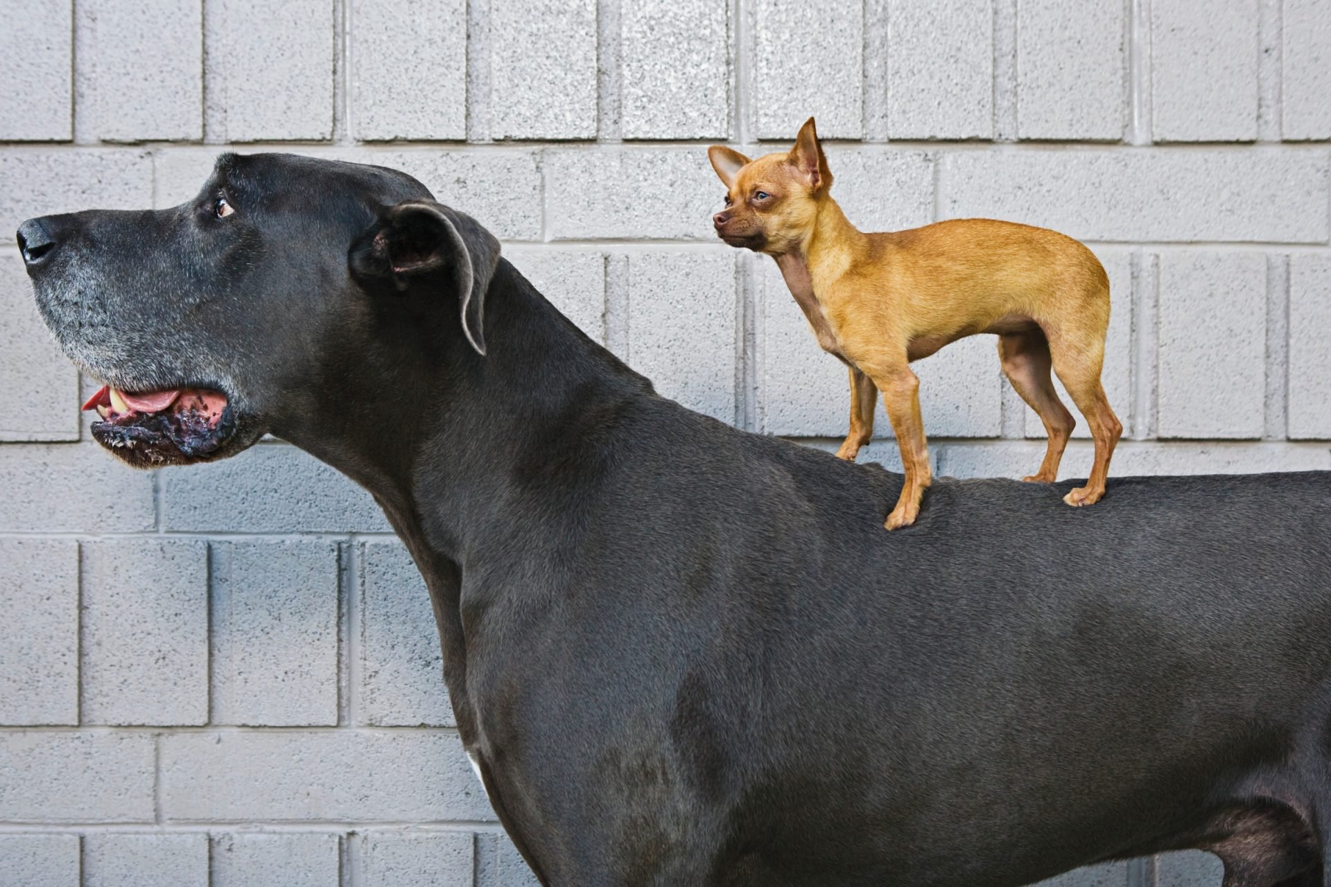 2021_04_nemet-dog-csivava-scaled.jpg