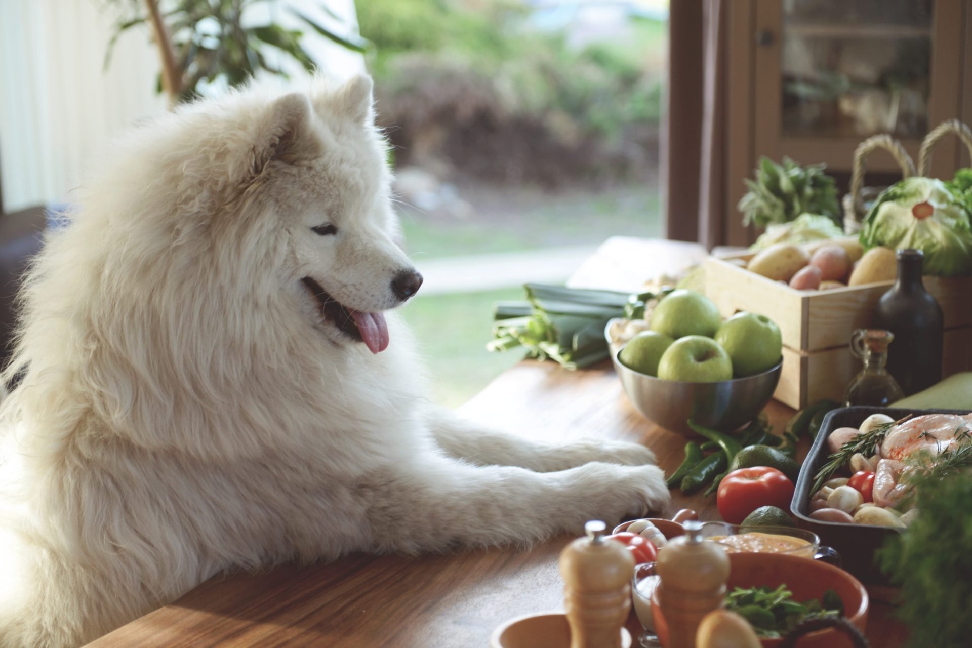 2021_04_vegan-kutya-scaled.jpg