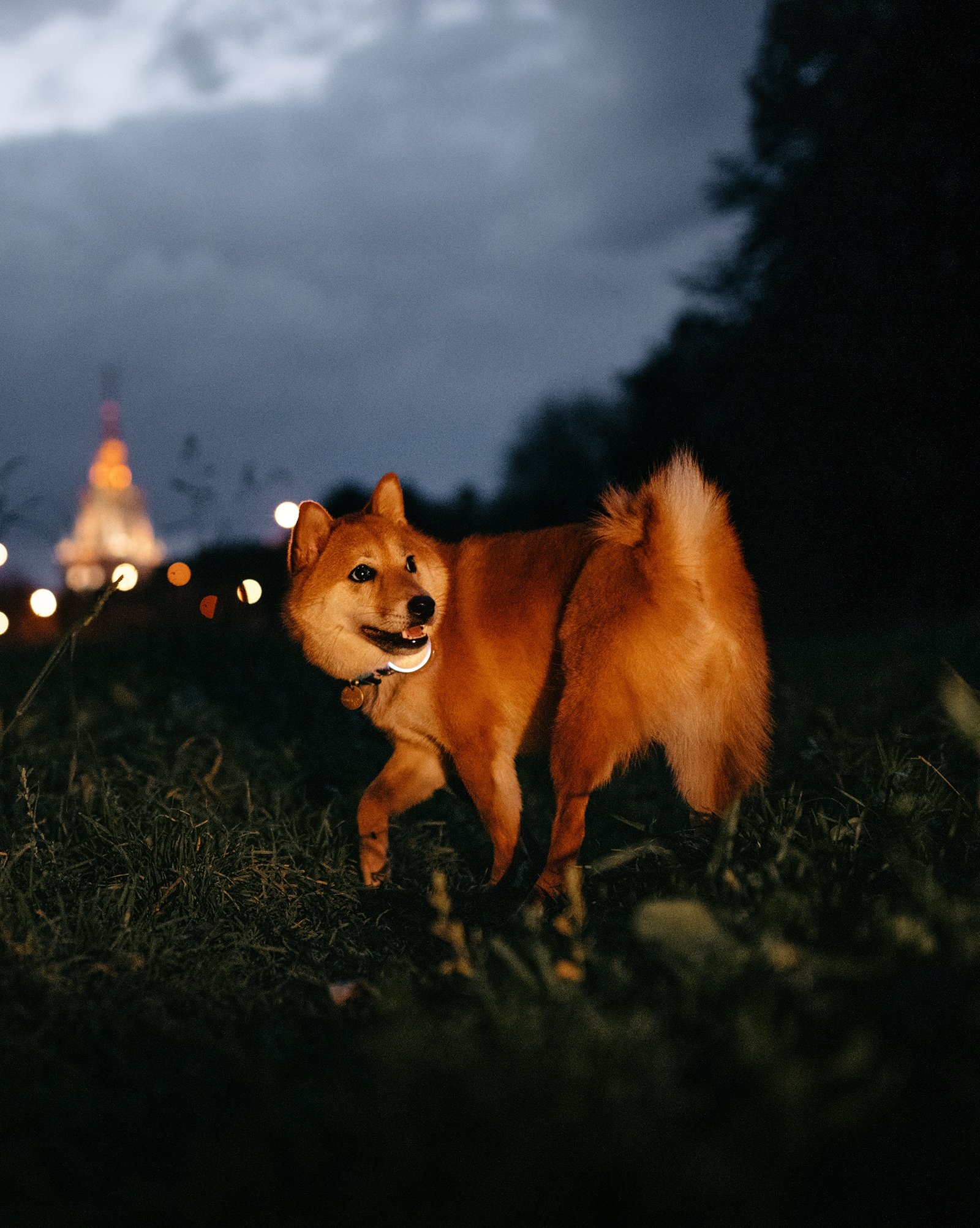 világító nyakörv a kutyán