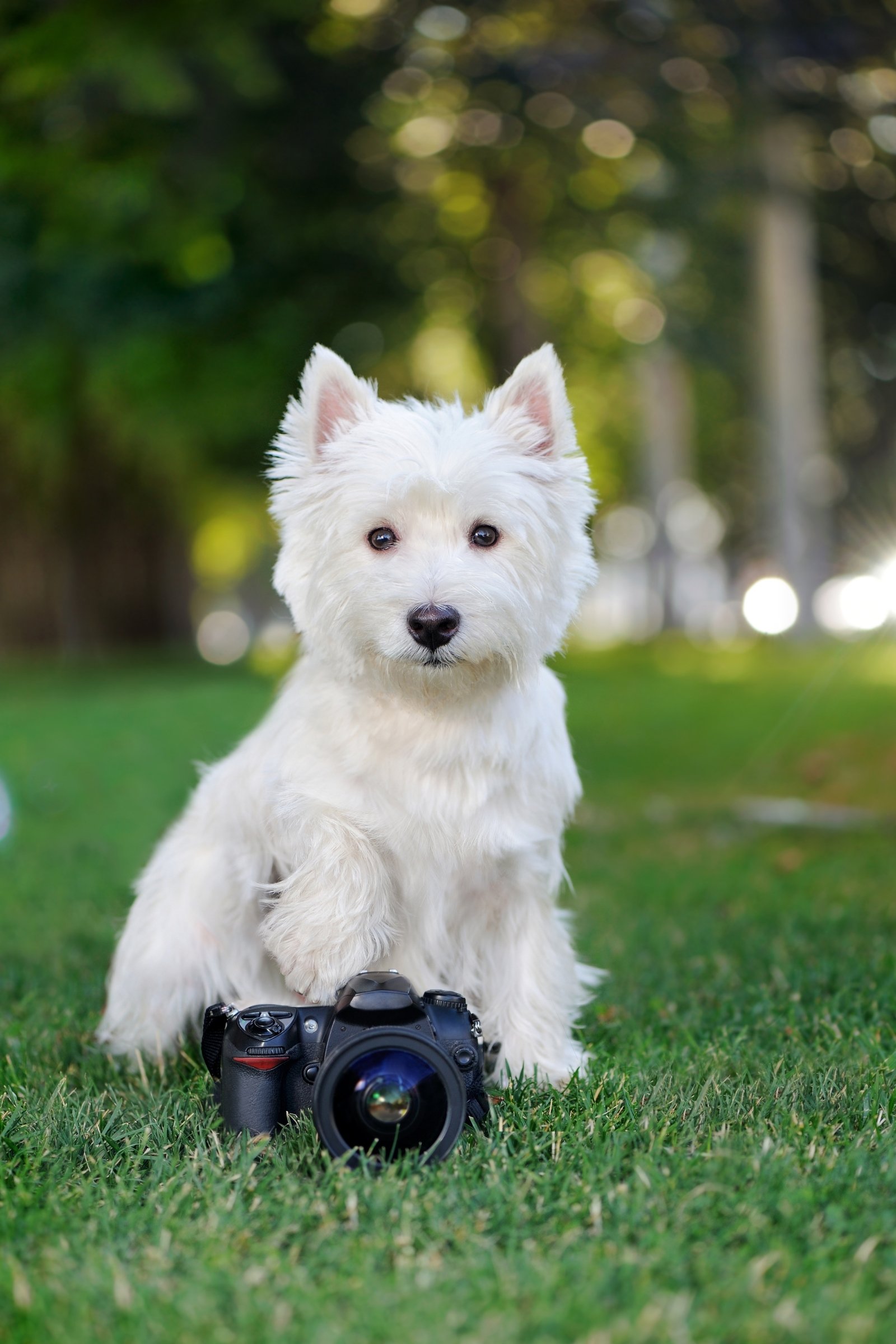 West highland terrier természet kamera