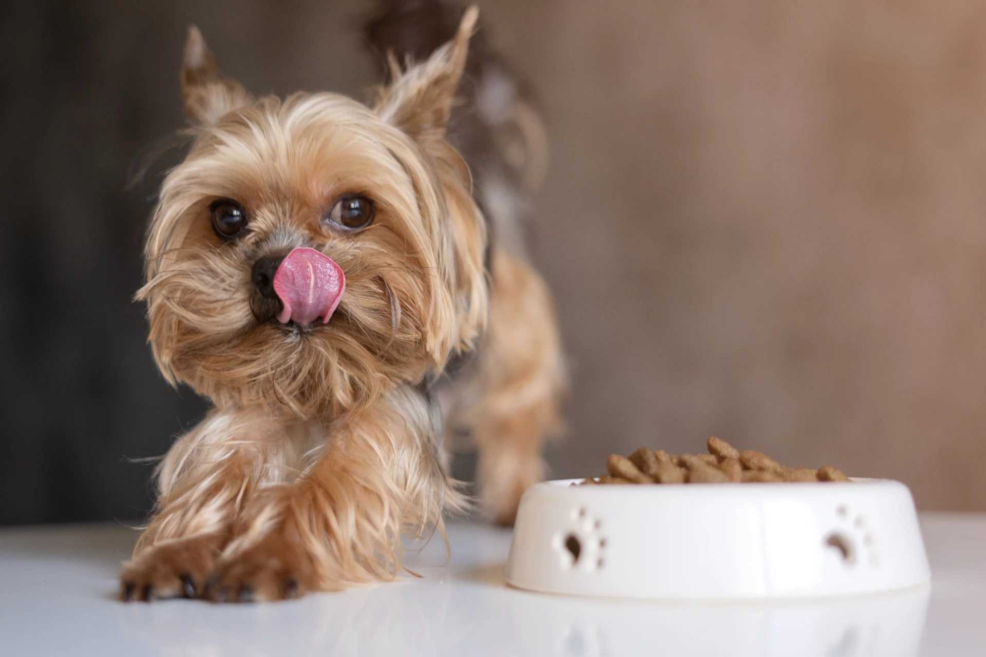 2021_04_yorkshire-terrier-tap-scaled.webp