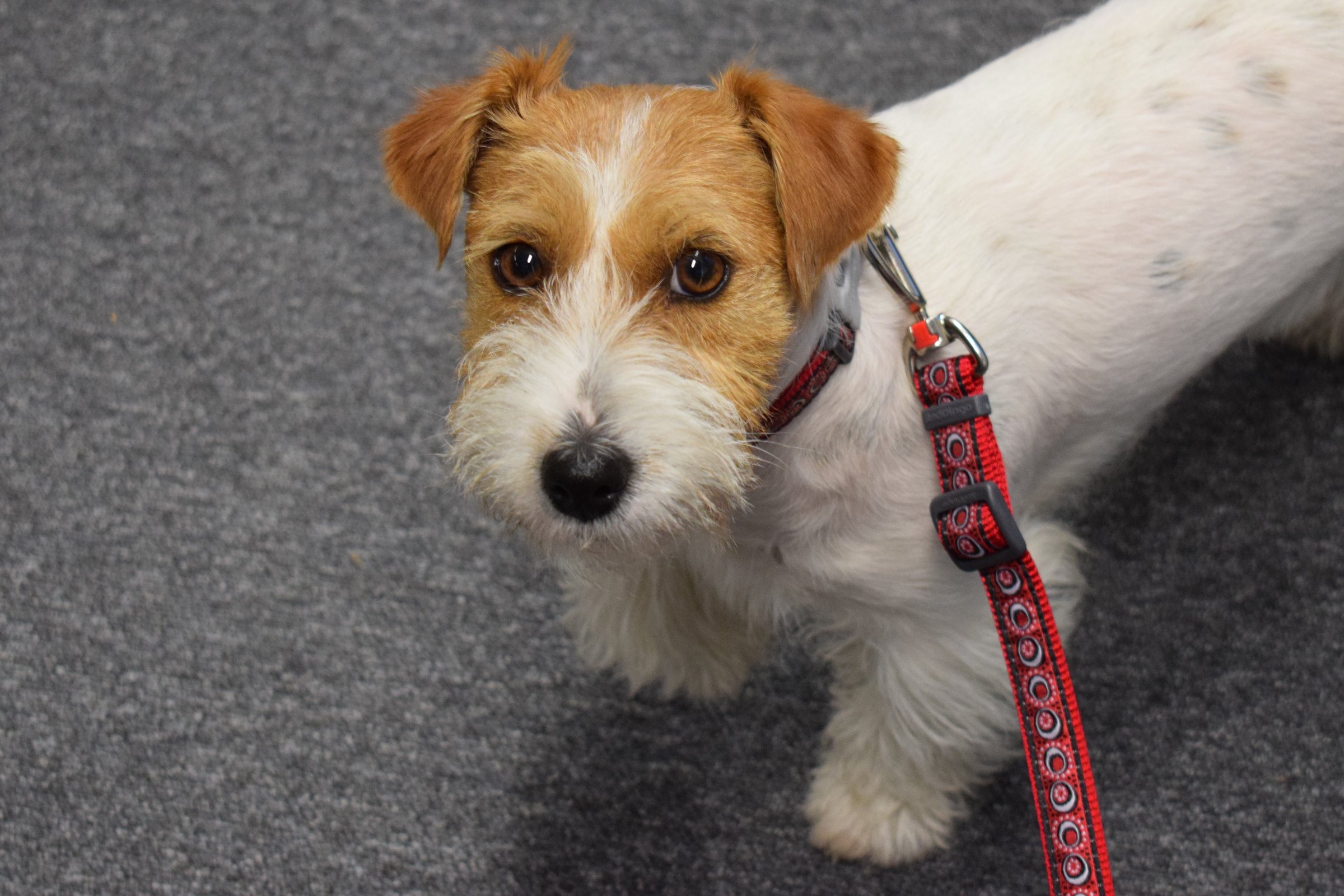 red dingo jack russell