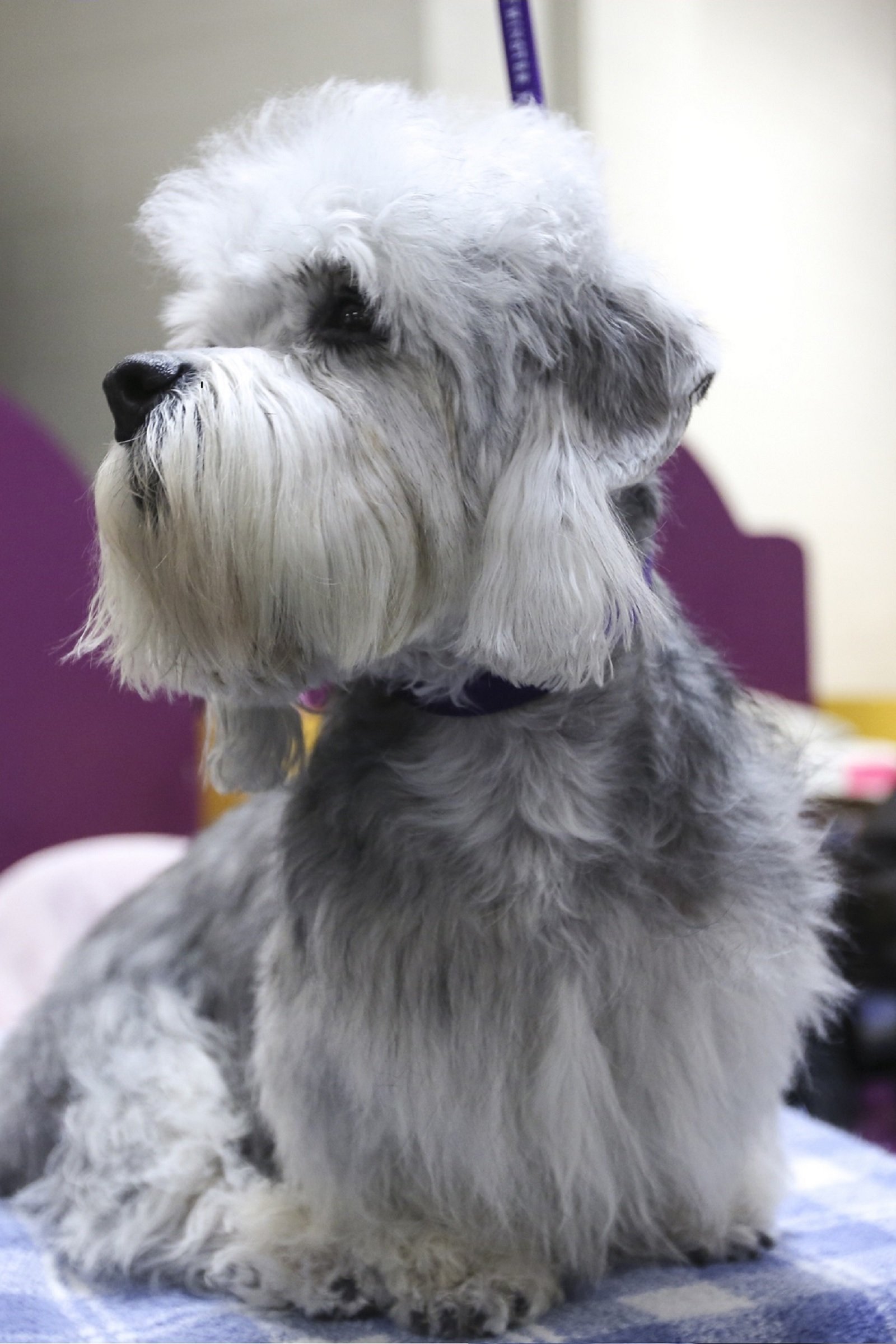 Dandie Dinmont Terrier