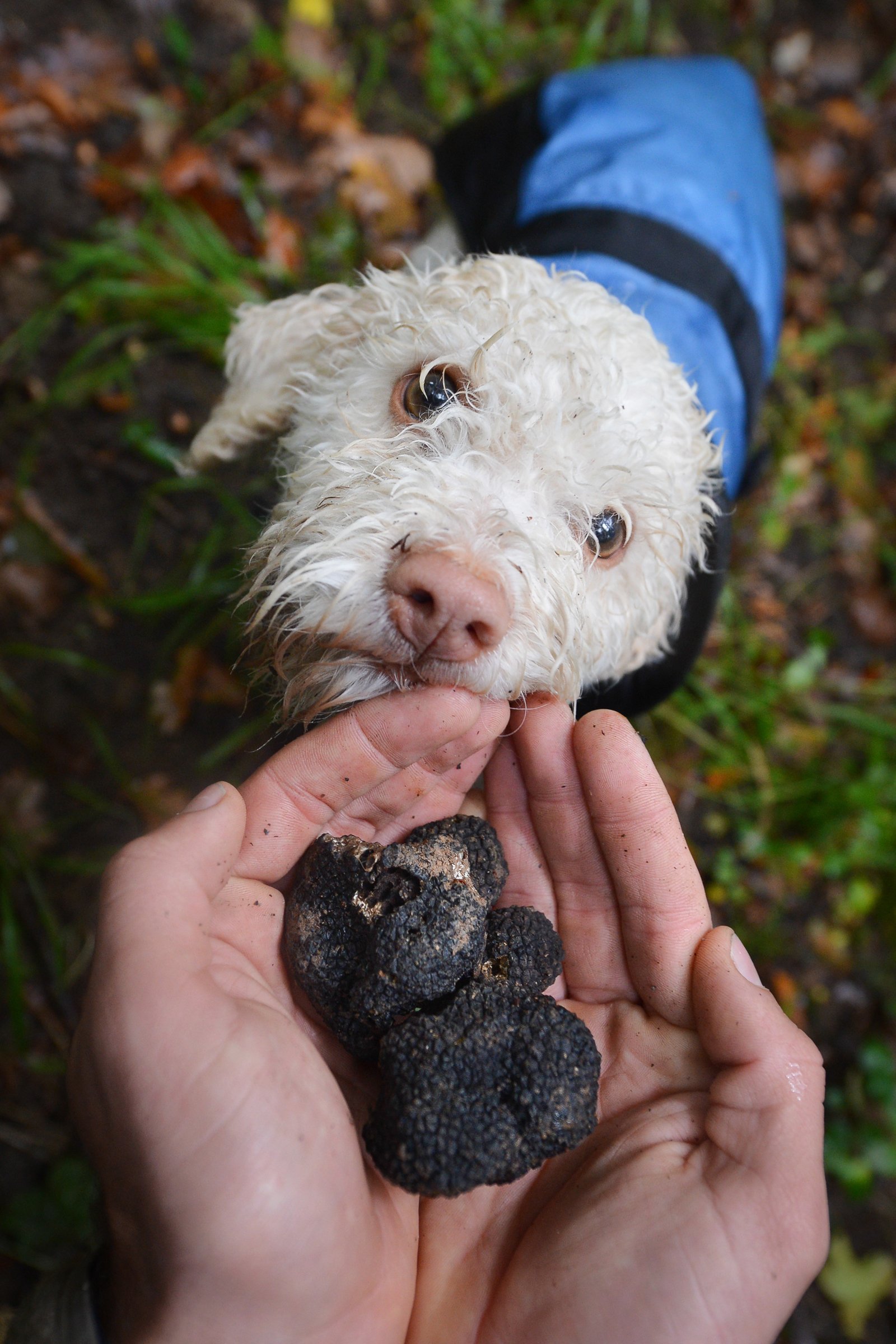 lagotto romagnolo olasz vízikutya gomba