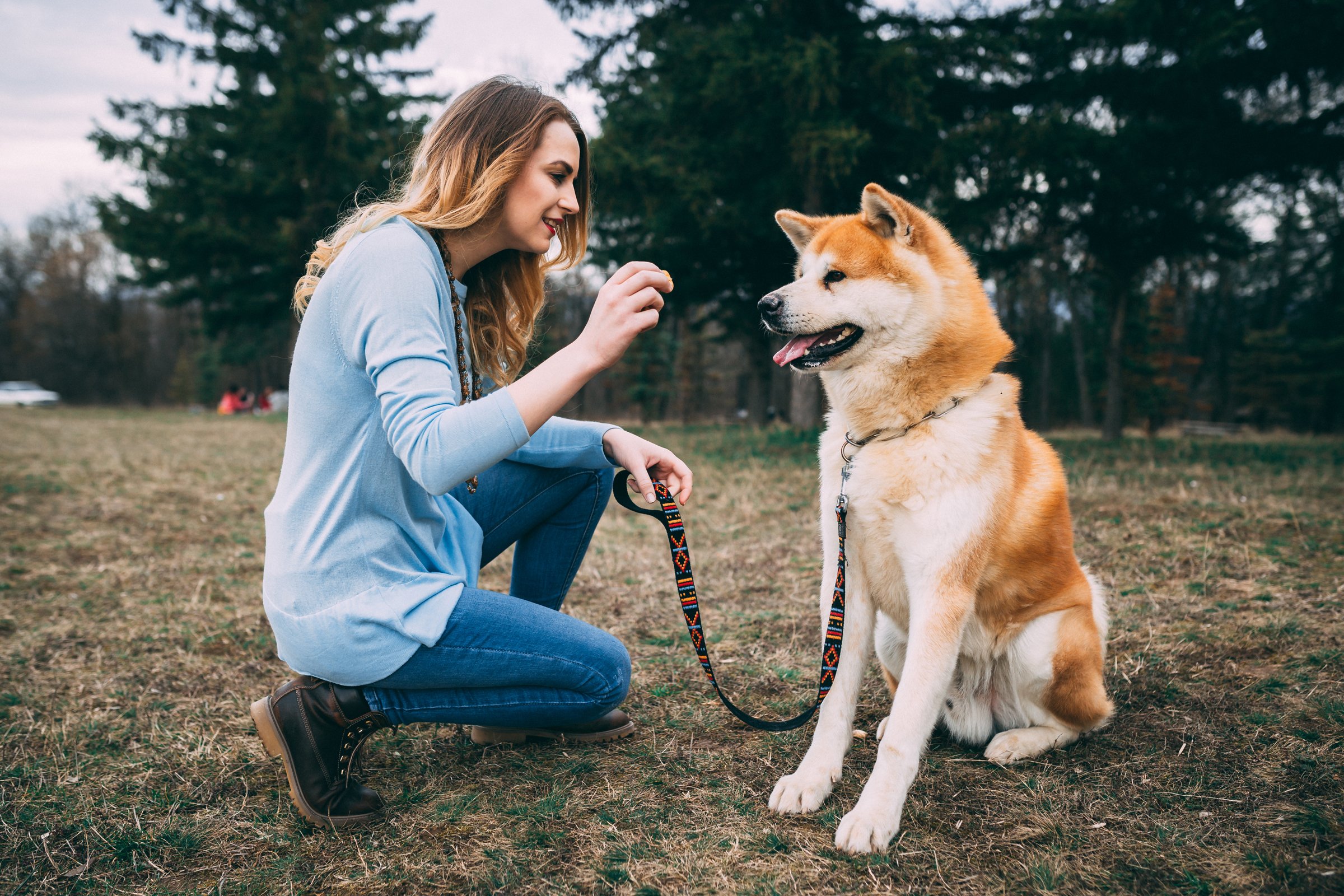 akita nevelés tanítás