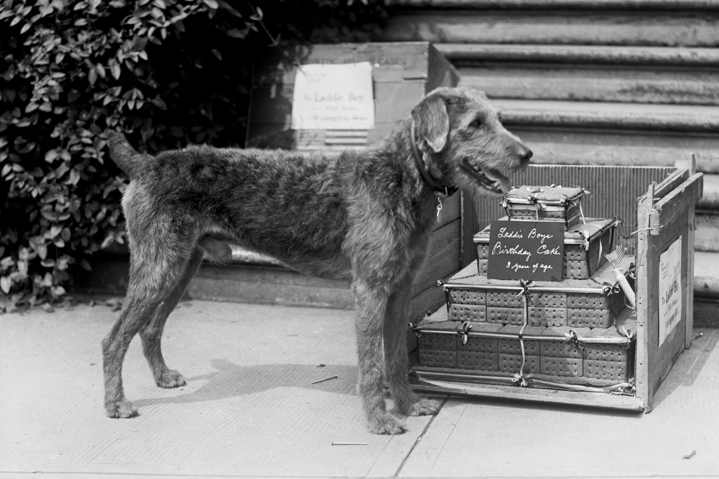 Warren G. Harding kutyája airedale terrier