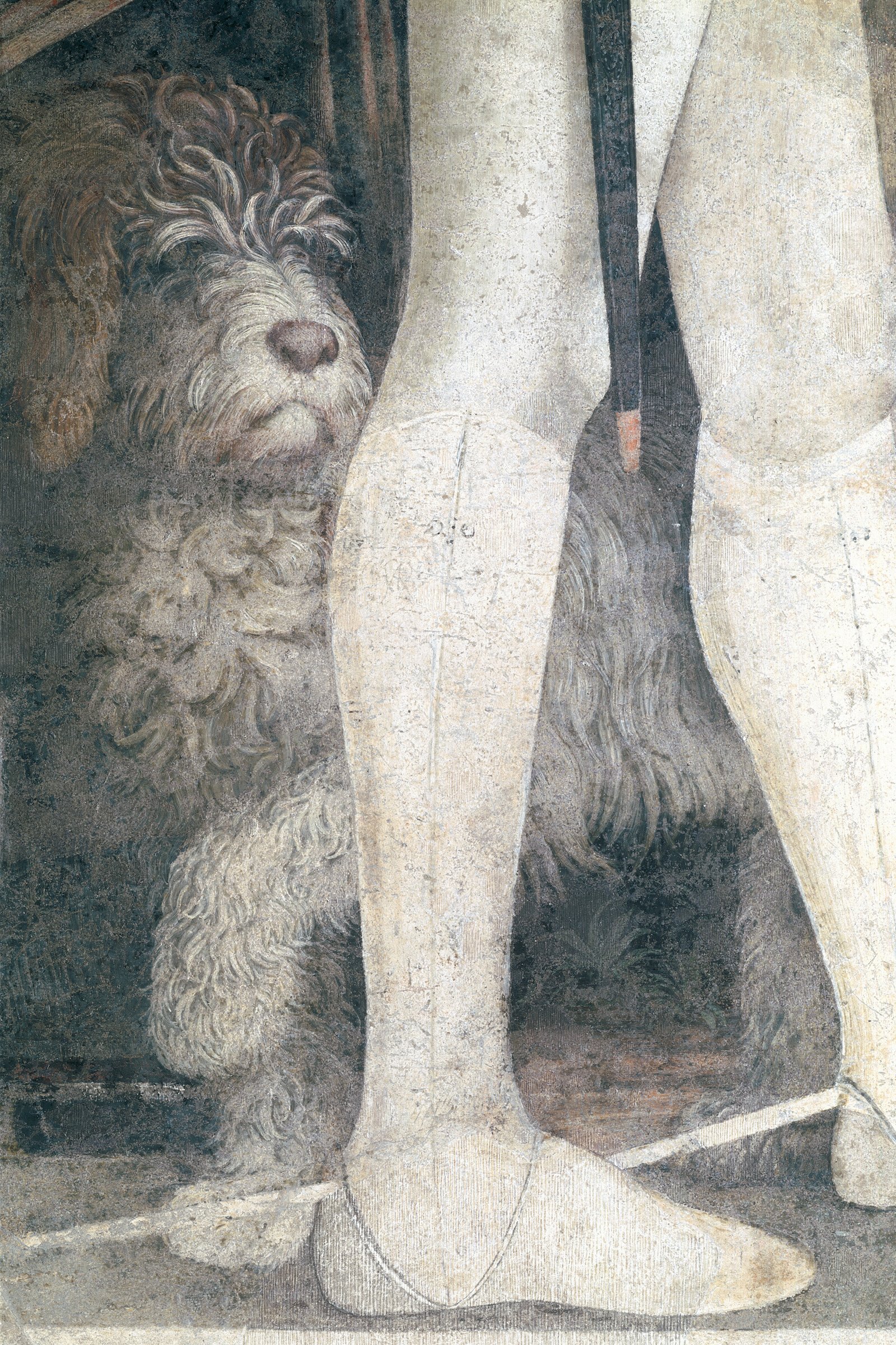 lagotto romagnolo festmény Mantegna Andrea