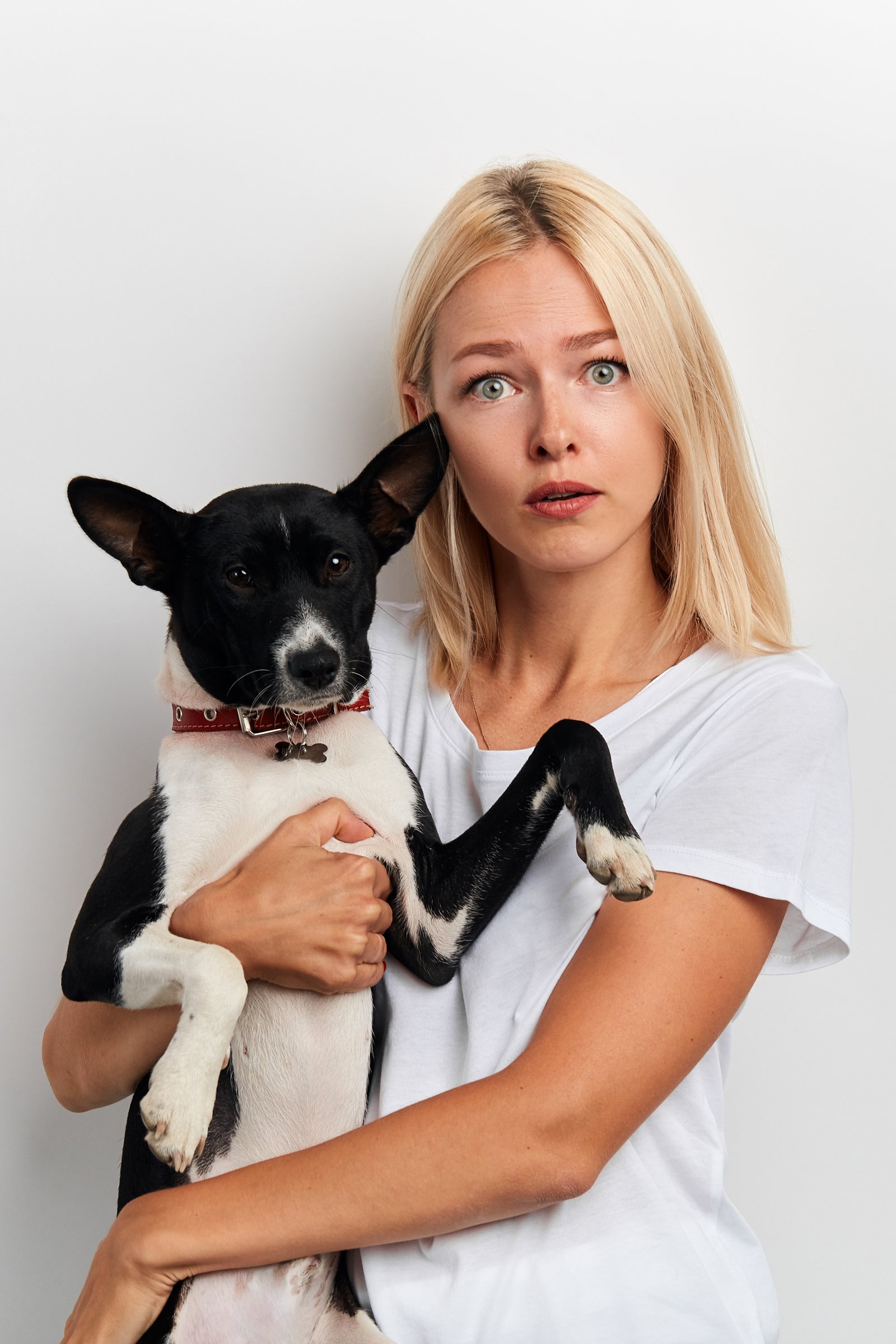 basenji gazda