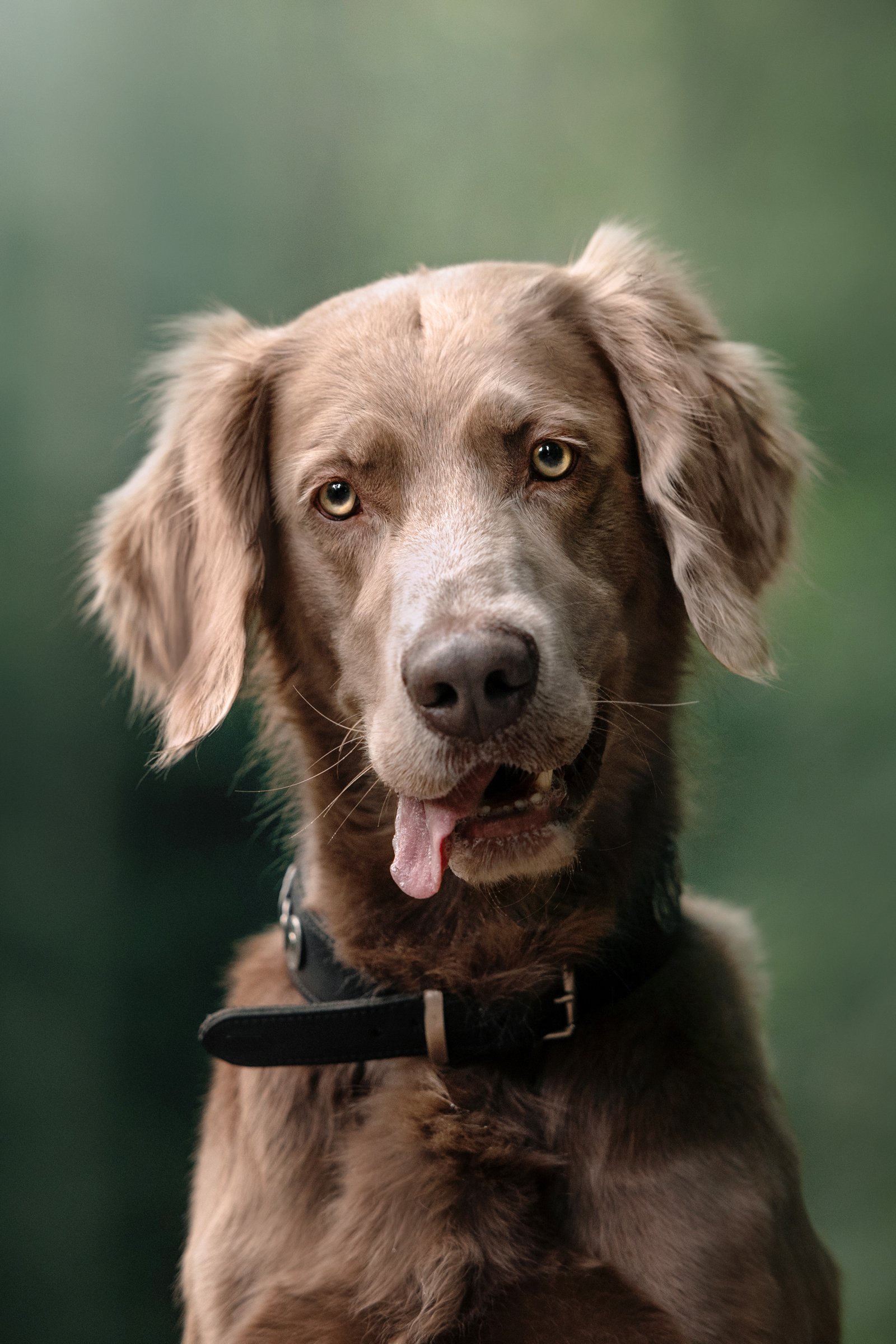hosszúszőrű weimari vizsla portré