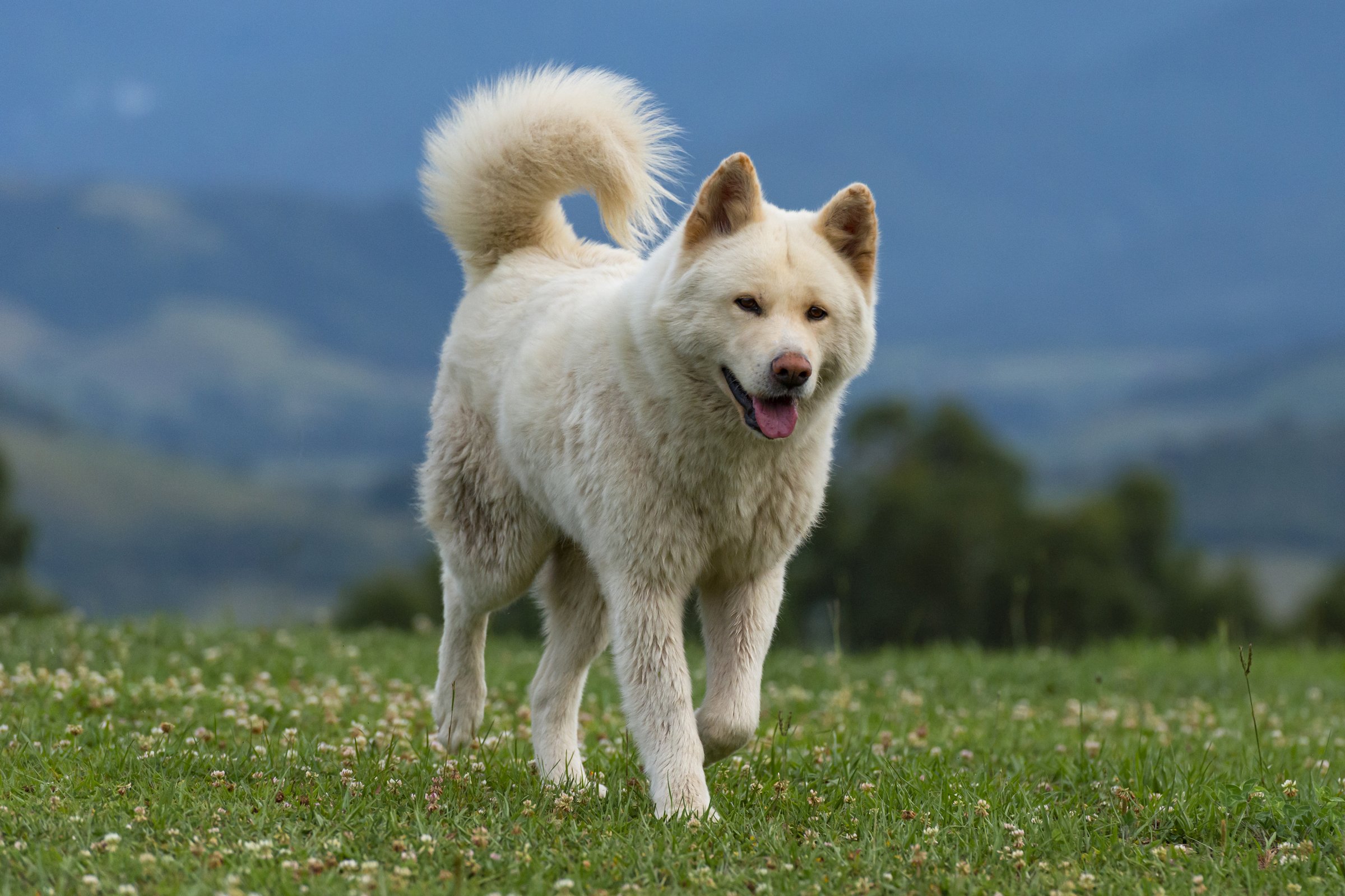 Akita fehér