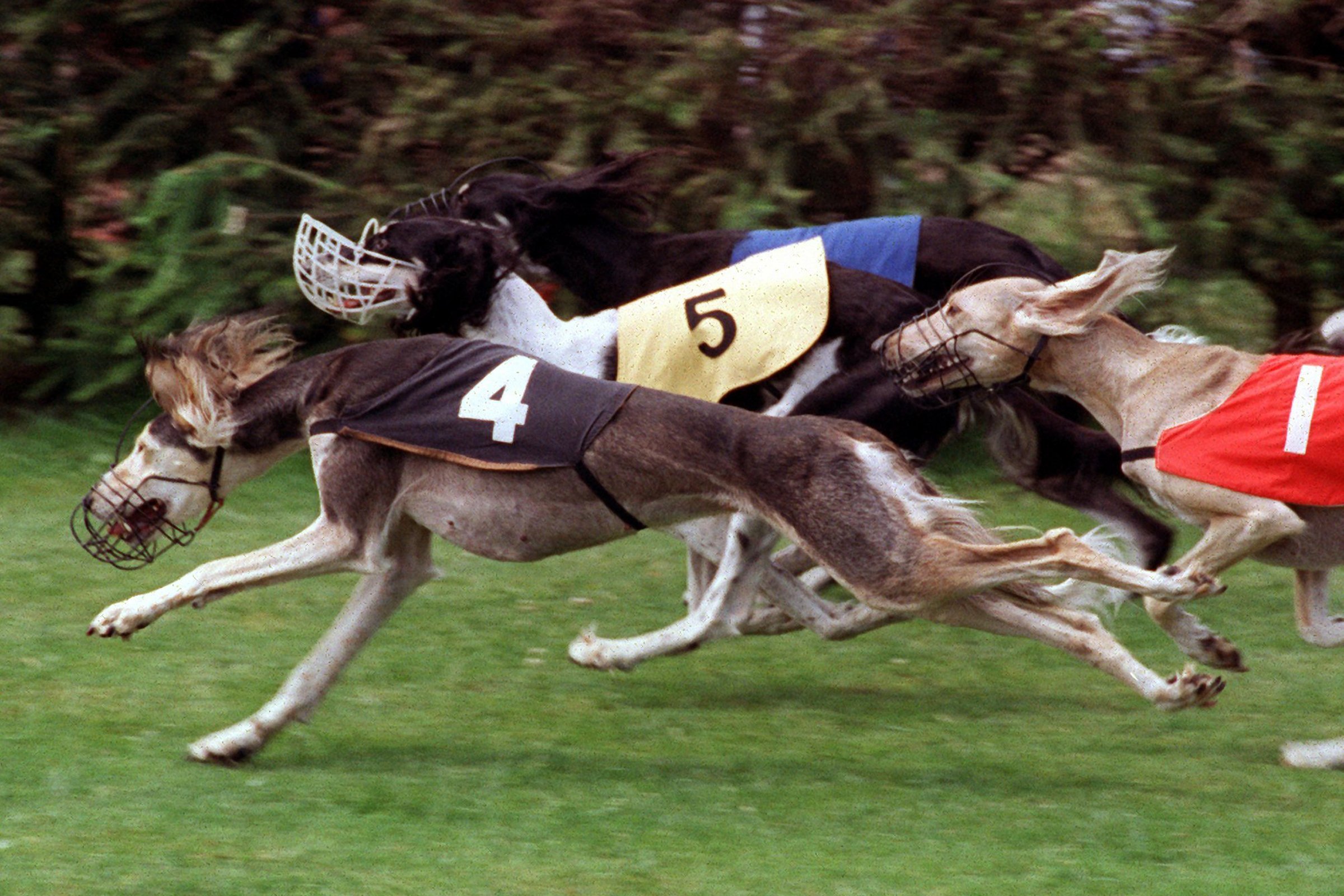 saluki perzsa agár agárvers