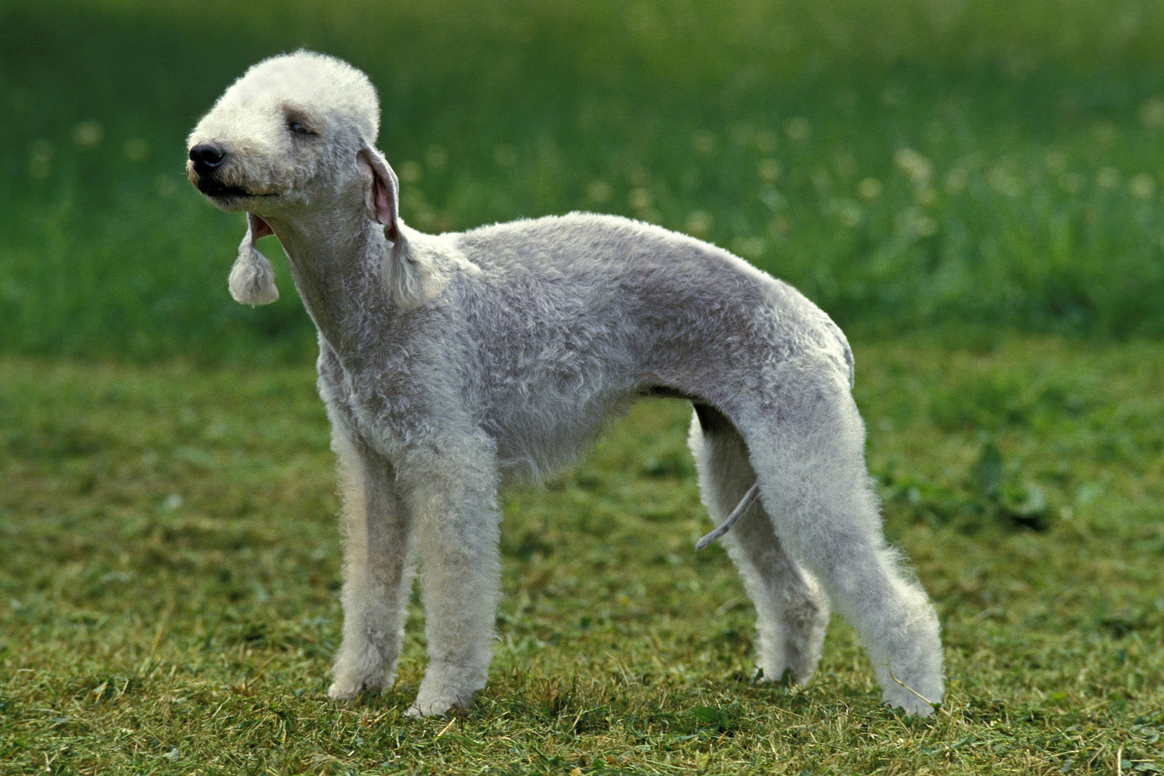 Bedlington Terrier