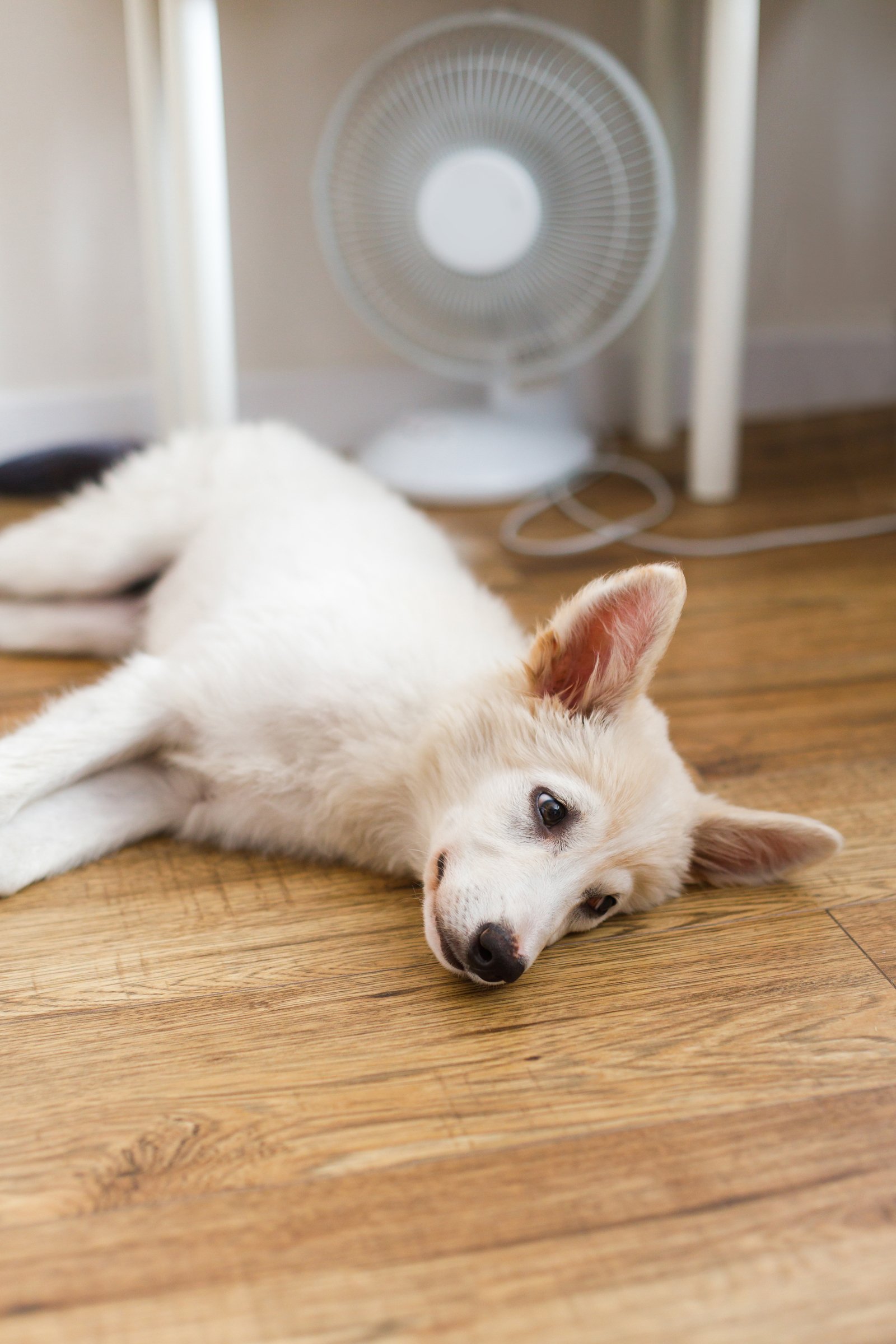 ventilátor hűti a kutyát
