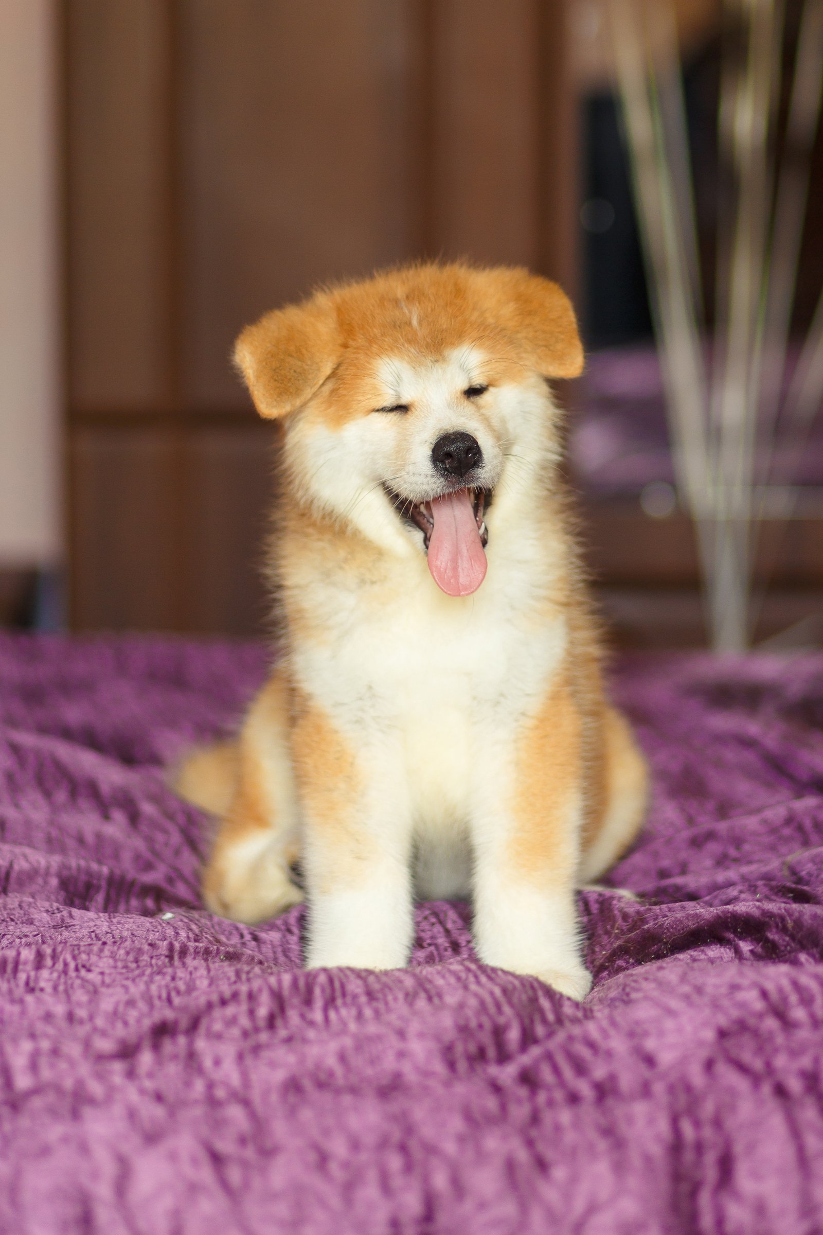 akita inu kölyök