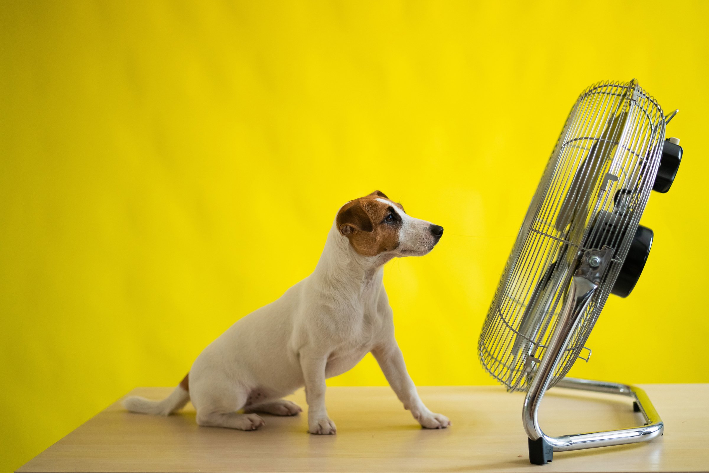 jack russell ventilátor