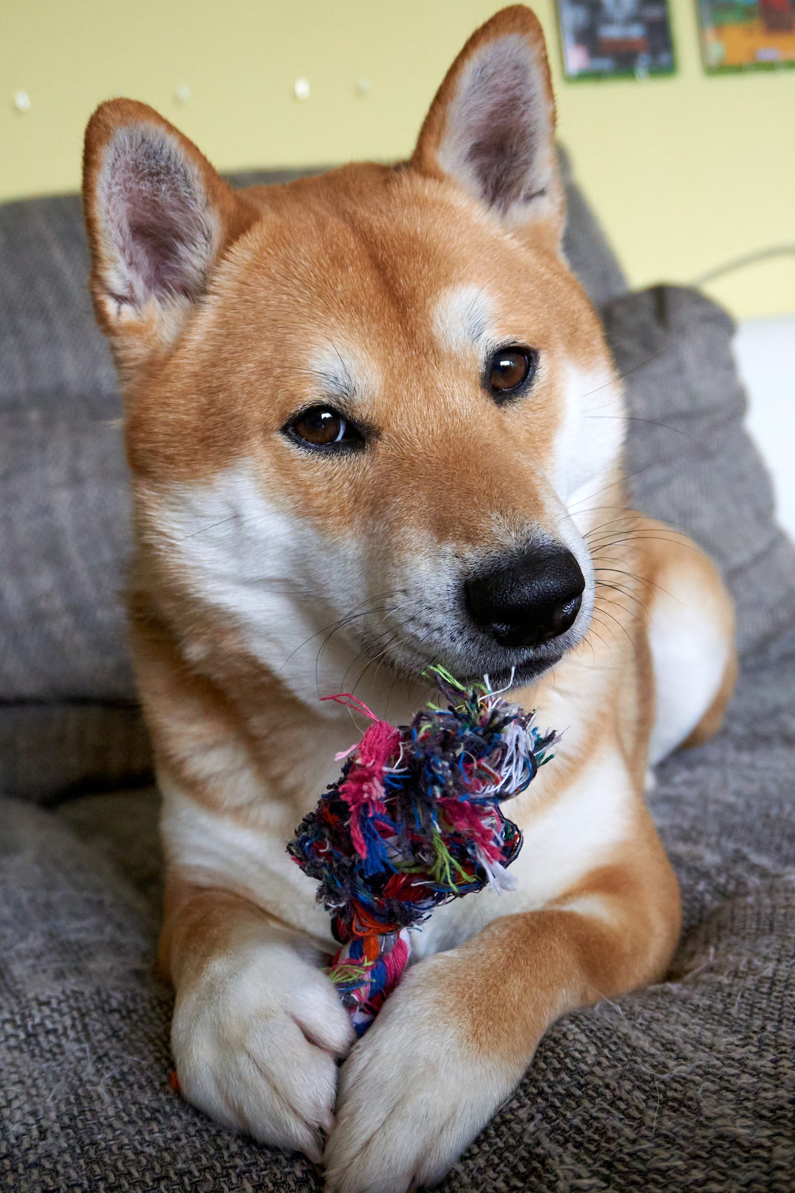 shiba inu rágás játék
