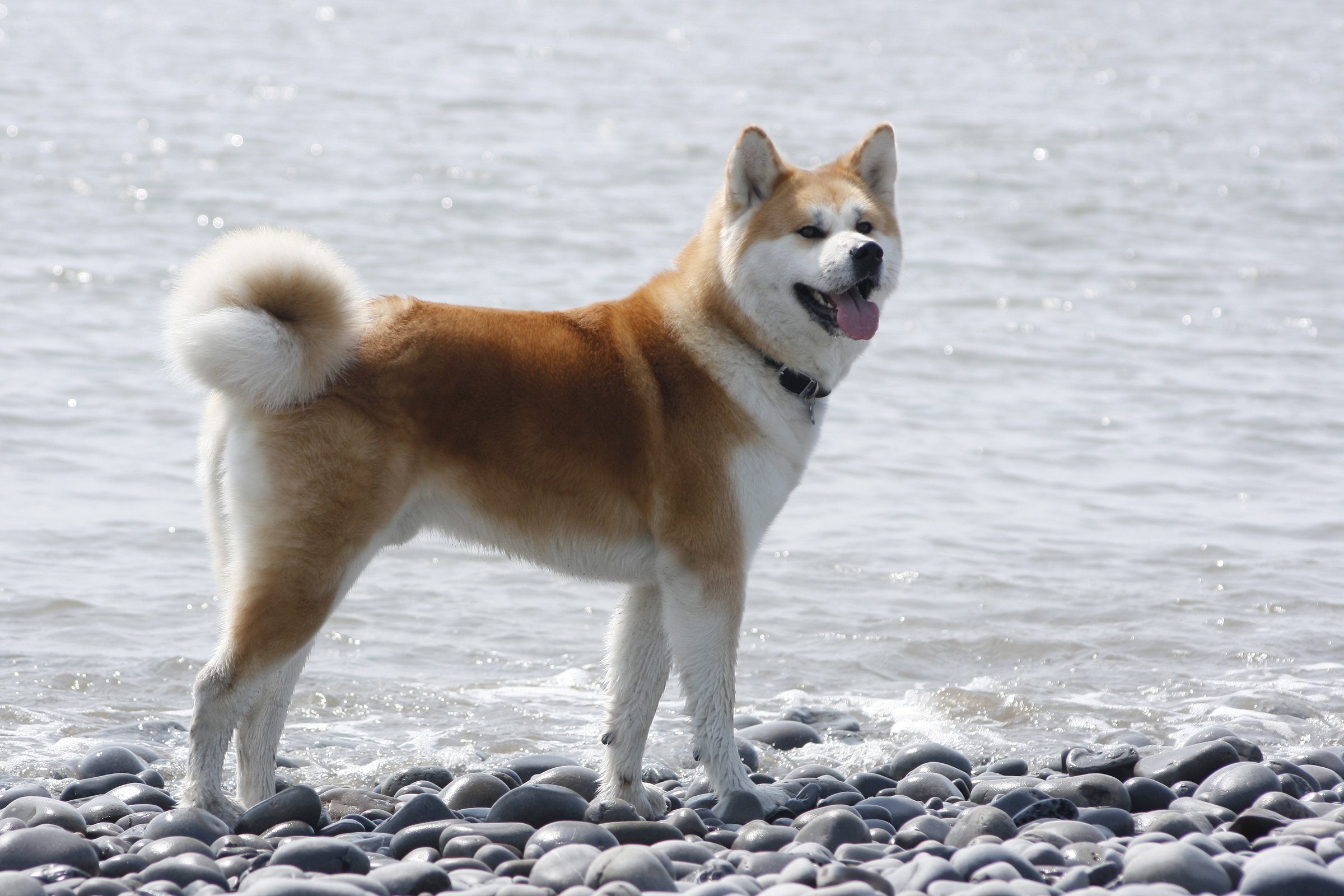 akita