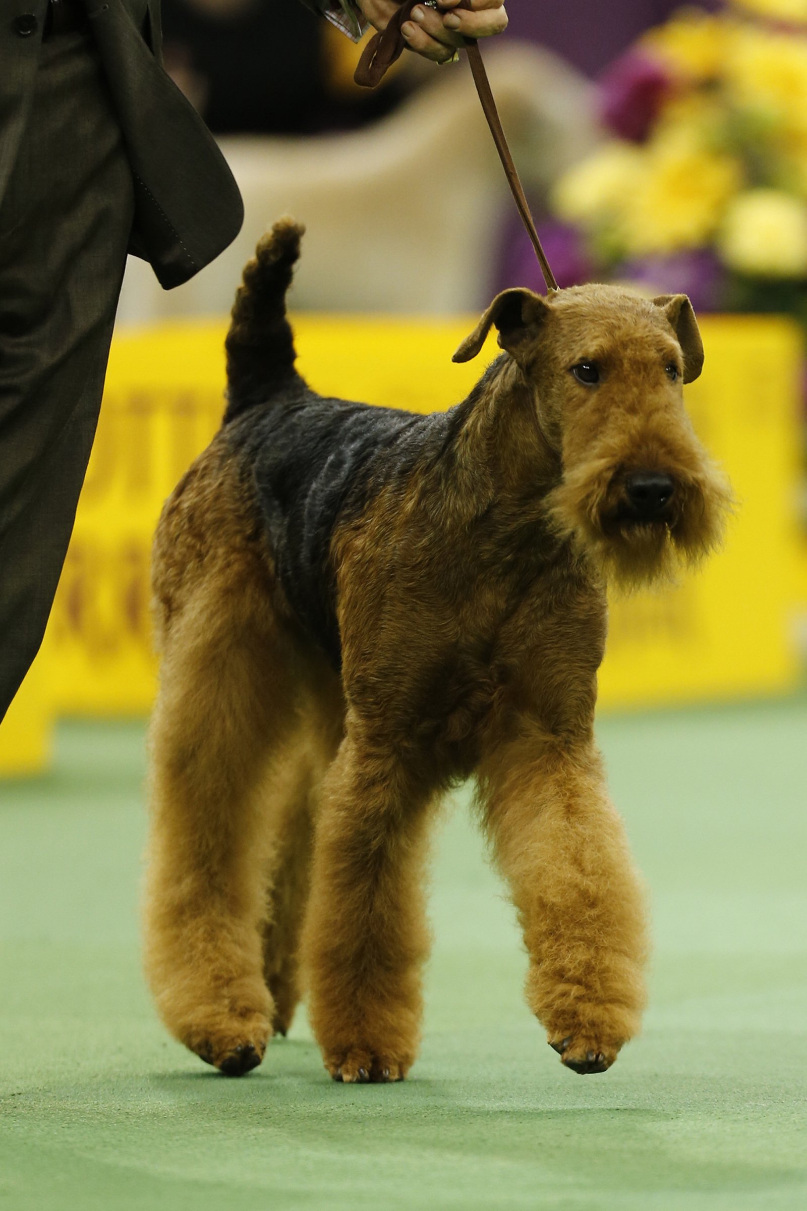 kiállítás airedale terrier