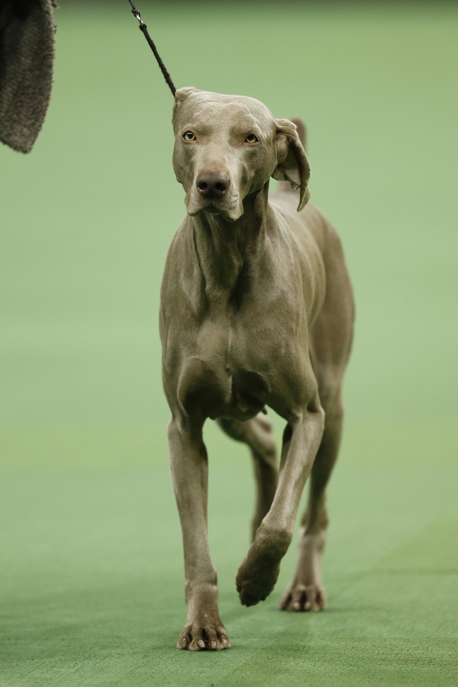 weimari vizsla kiállítás