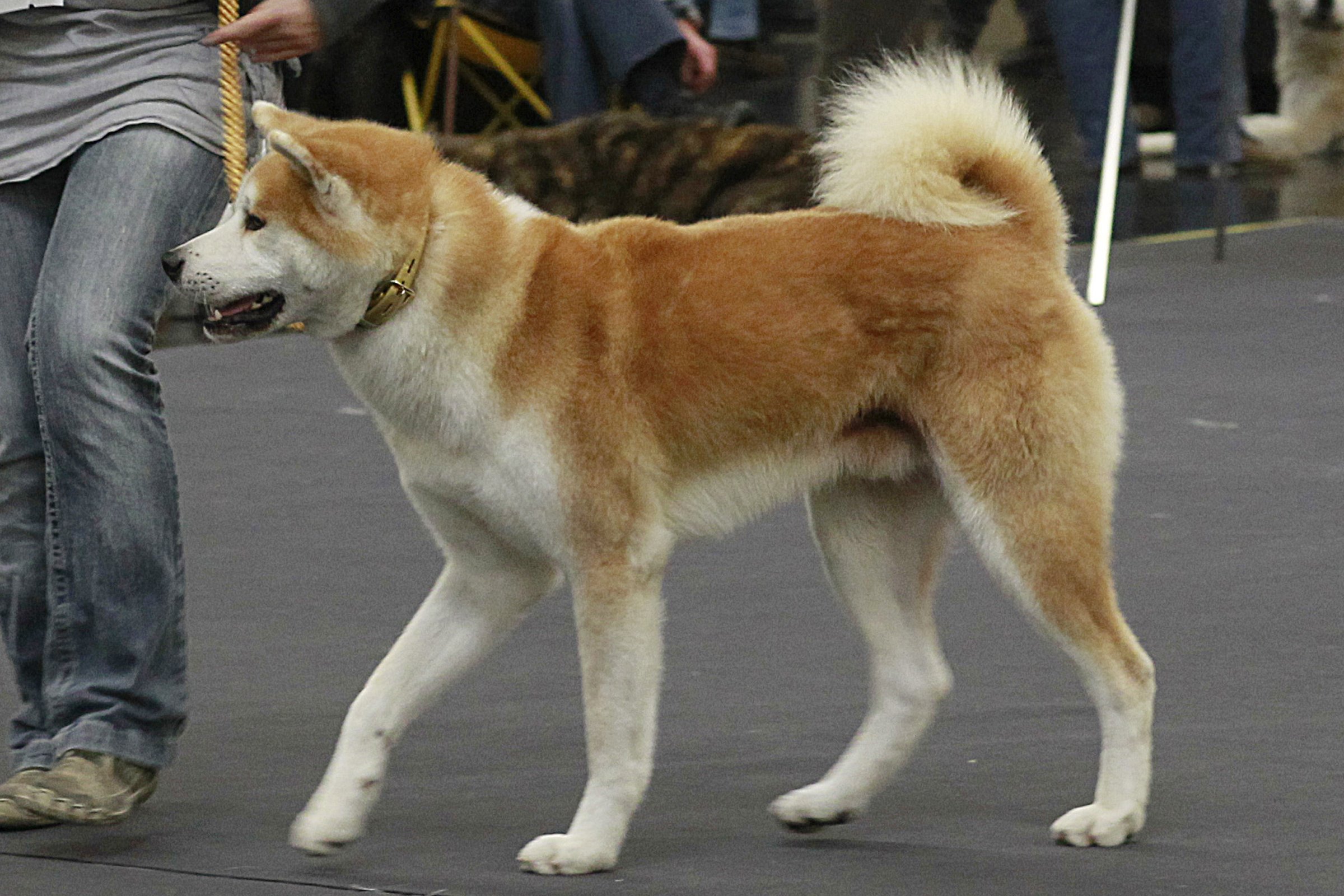 akita kiállítás