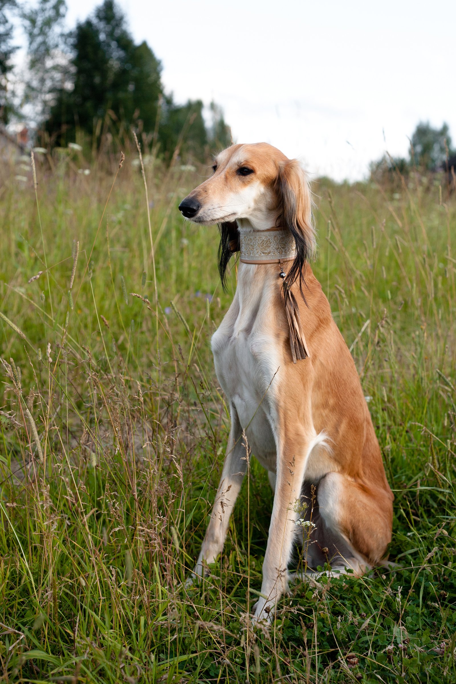 saluki perzsa agár ül