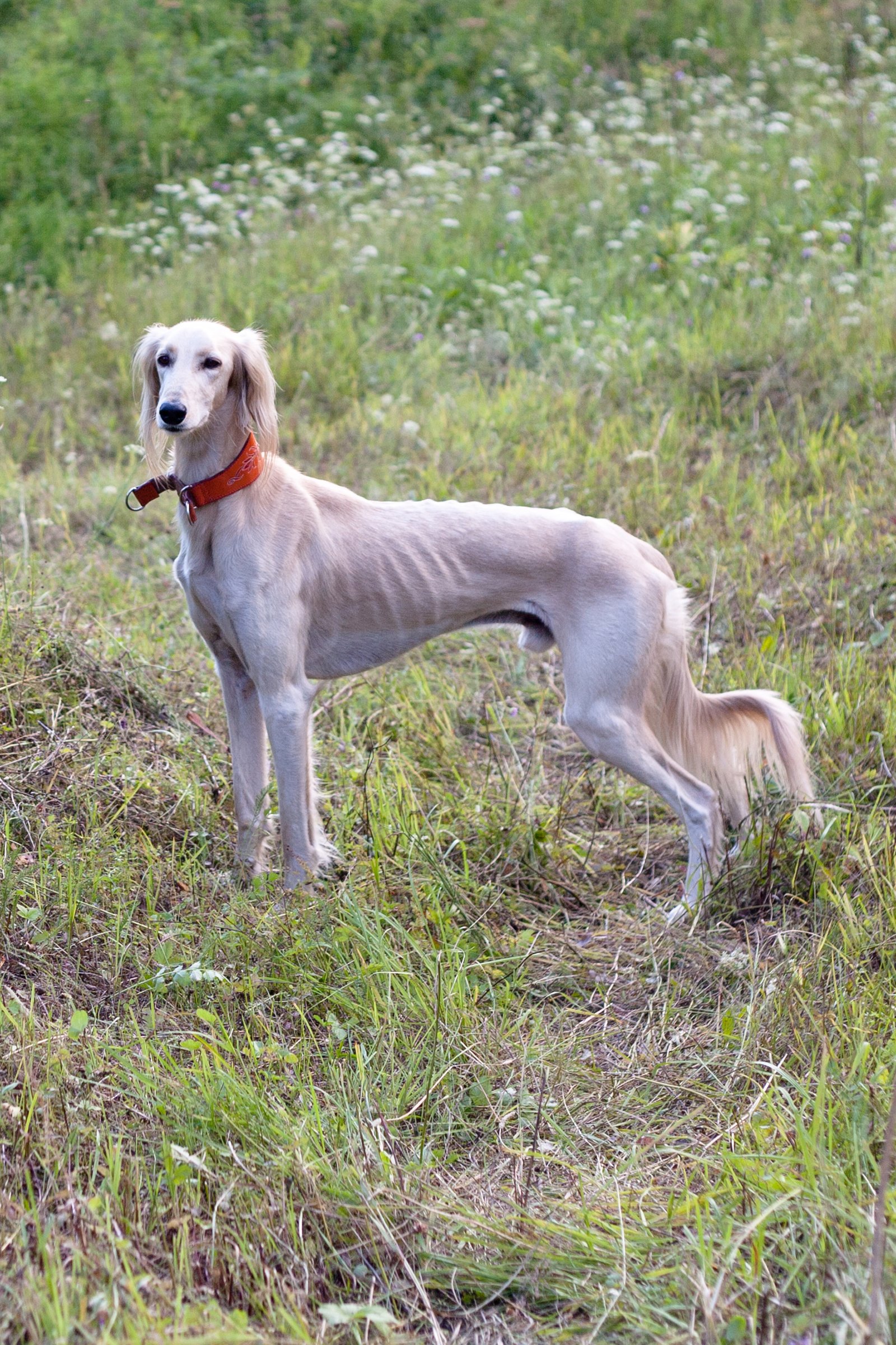 saluki perzsa agár