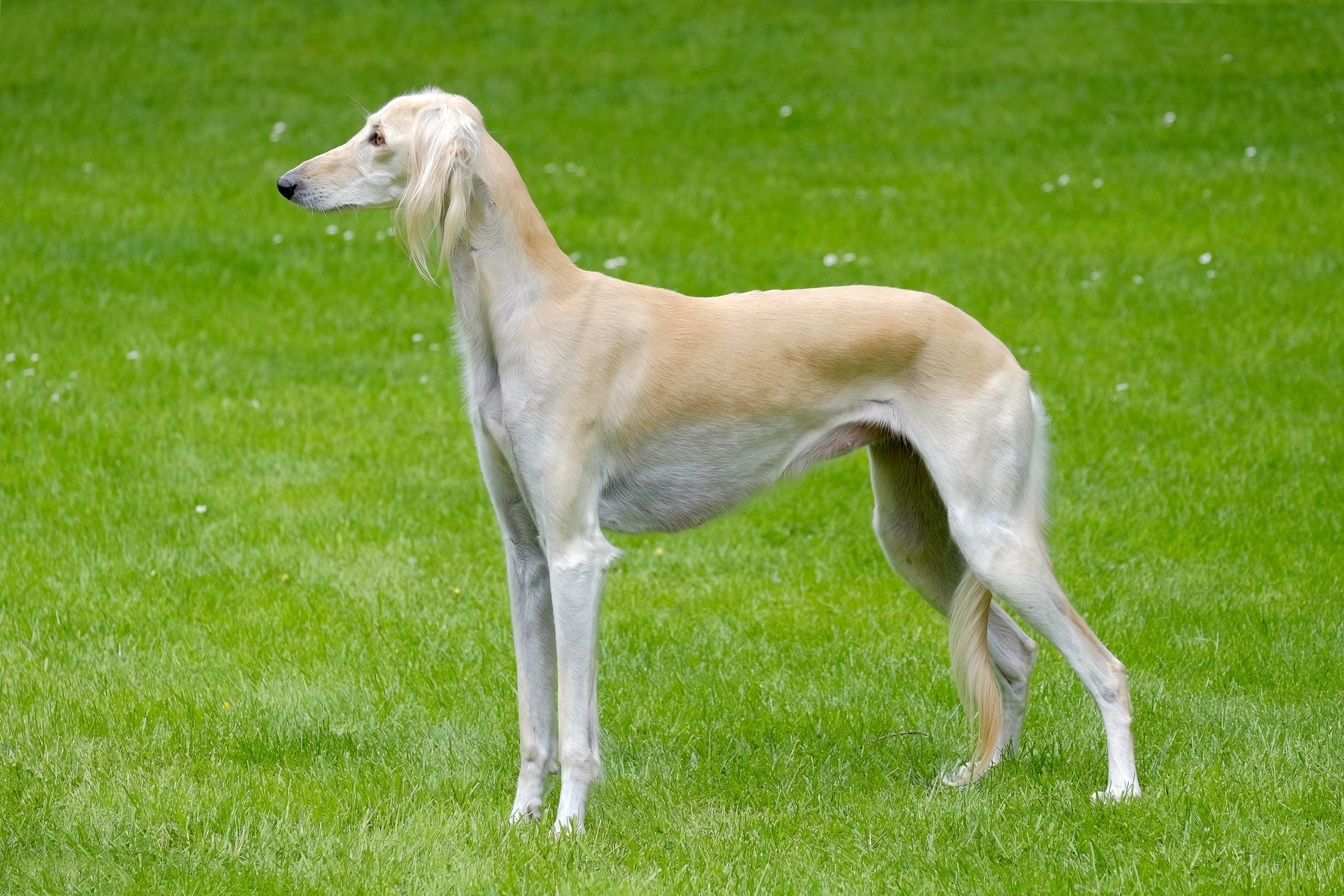 perzsa agár saluki