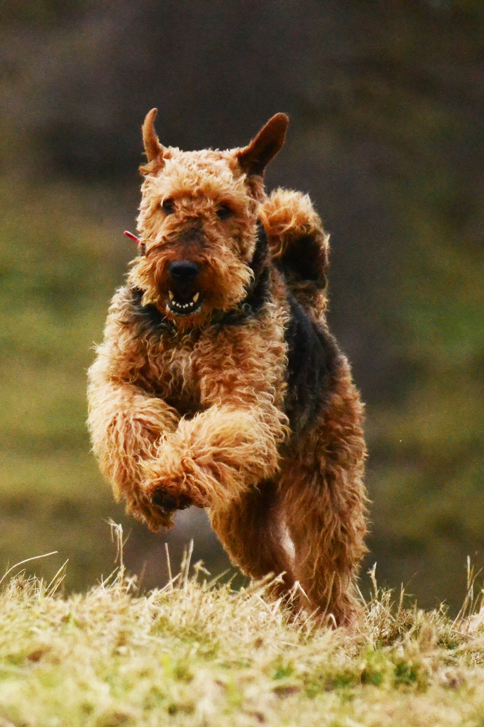 Airedale Terrier