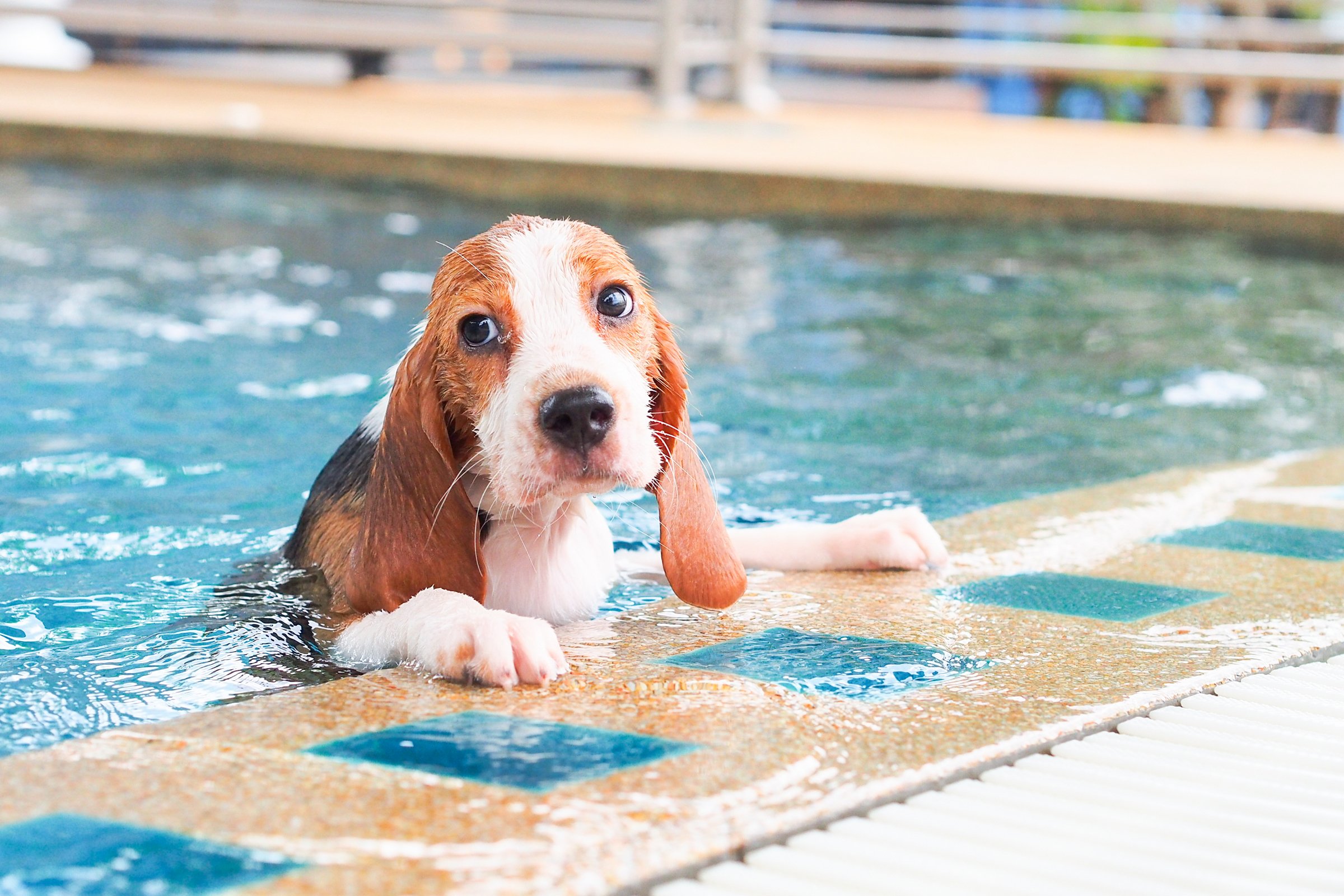 medence beagle úszik