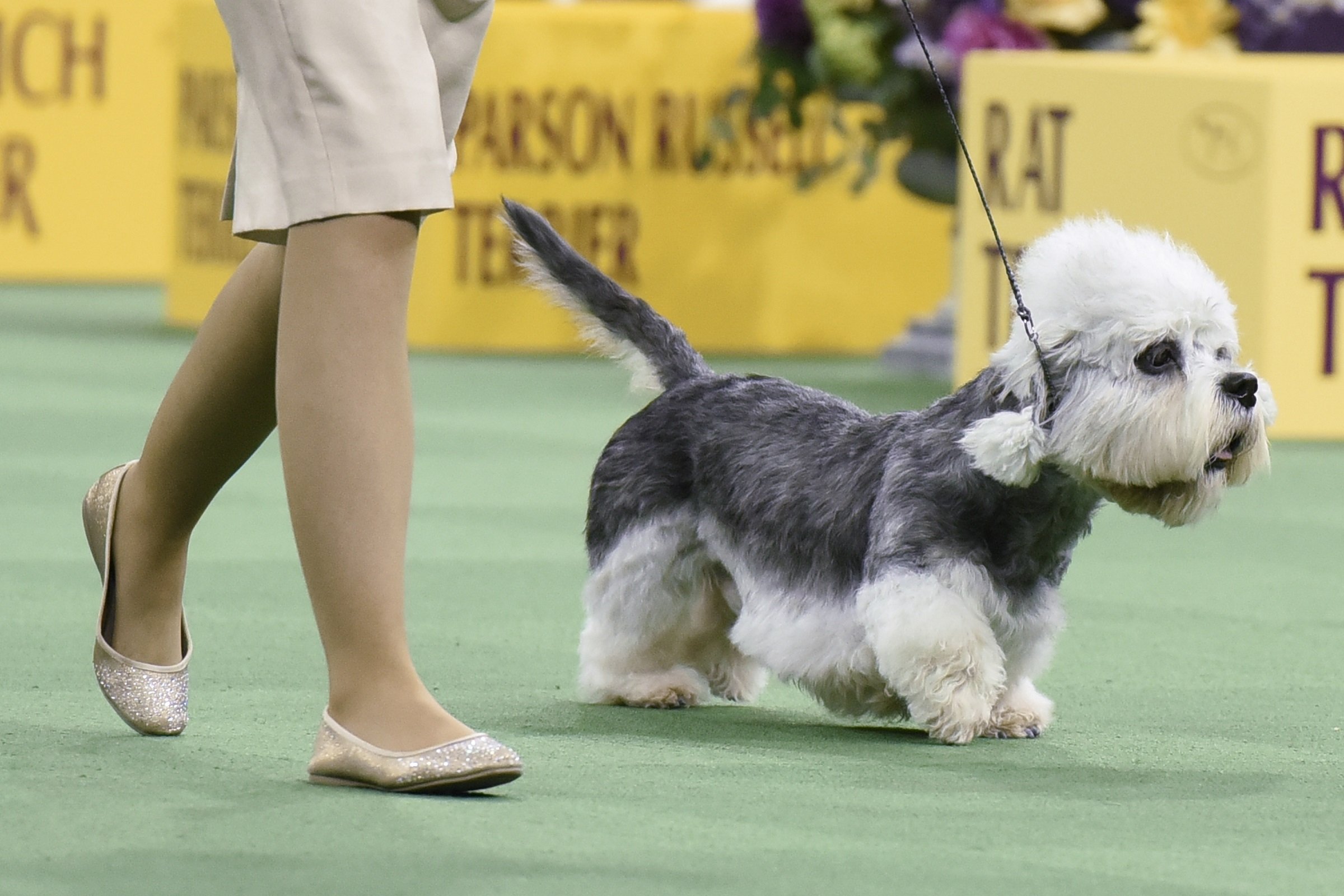 Dandie Dinmont Terrier