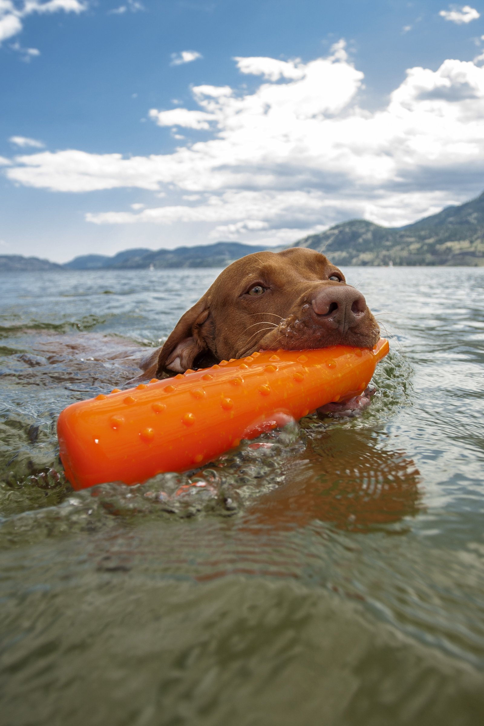 vizsla víz úszás