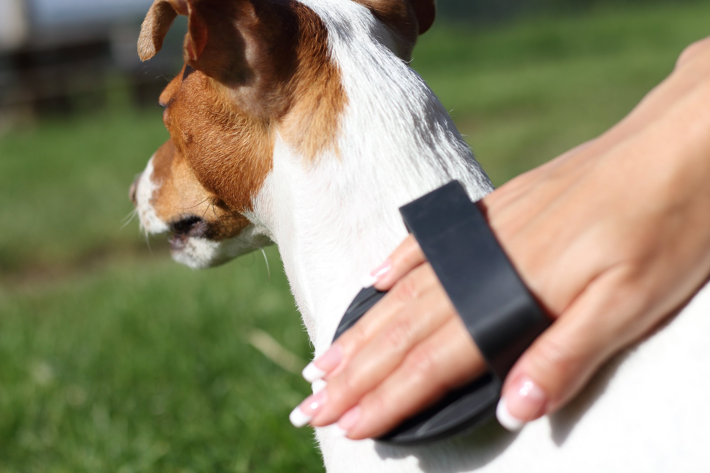 Jack Russell terrier fésülés gumi kefe
