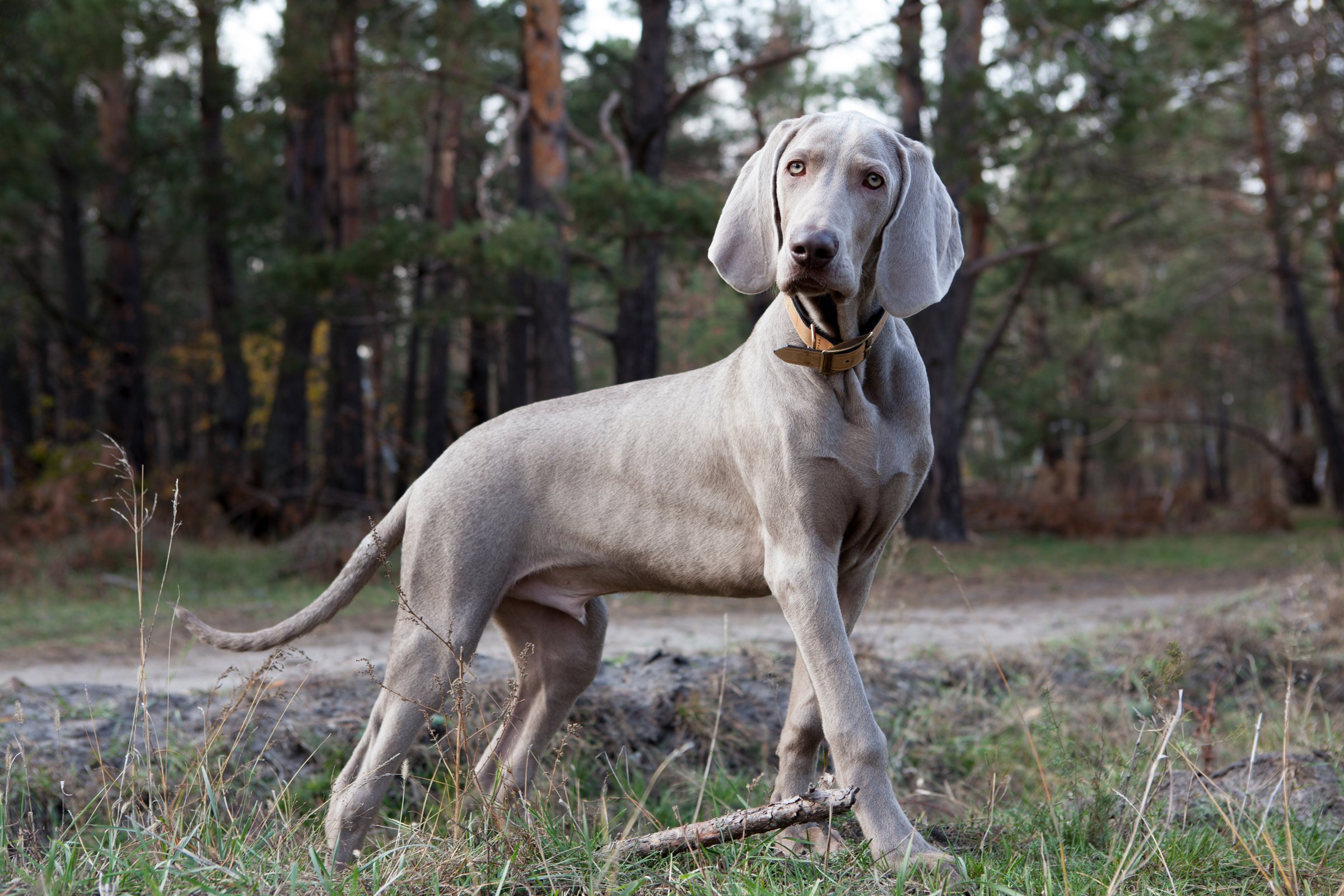 weimari vizsla kölyök