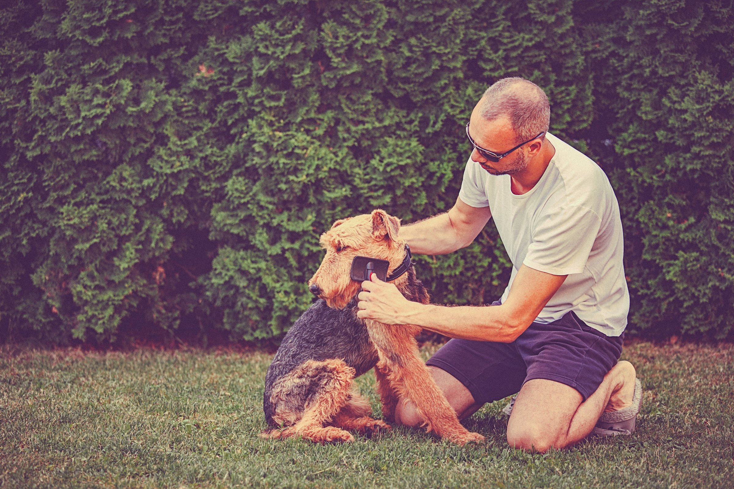 airedale terrier fésülés
