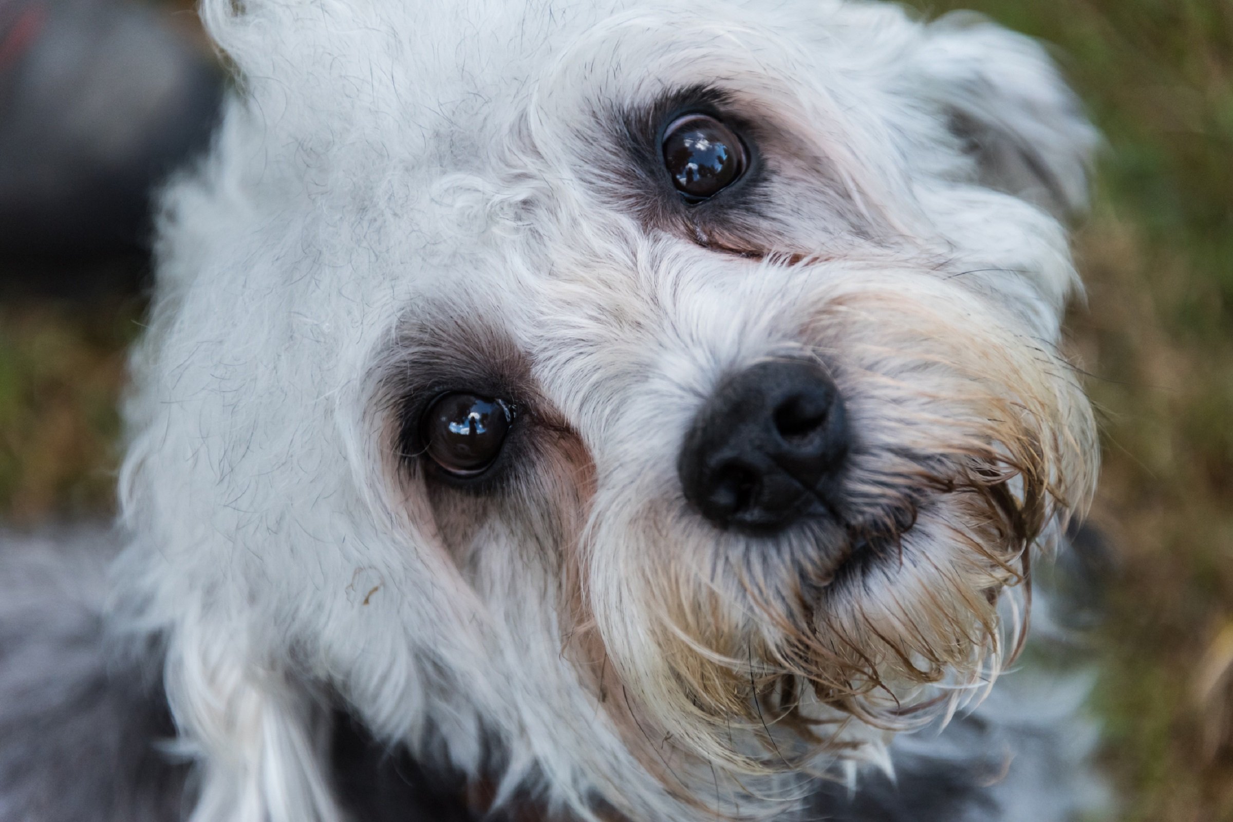 Dandie Dinmont Terrier
