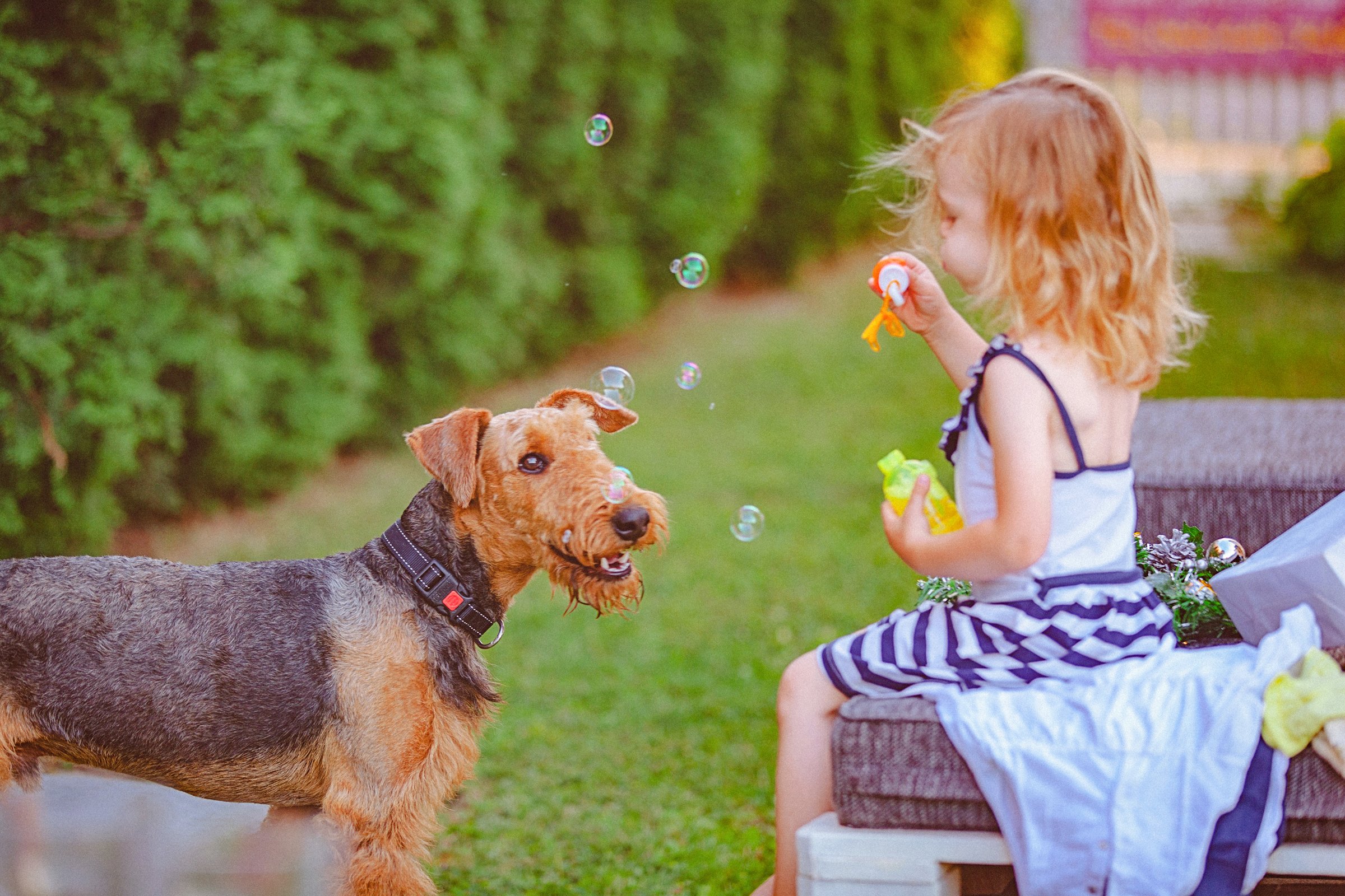 airedale terrier kislány gyerek