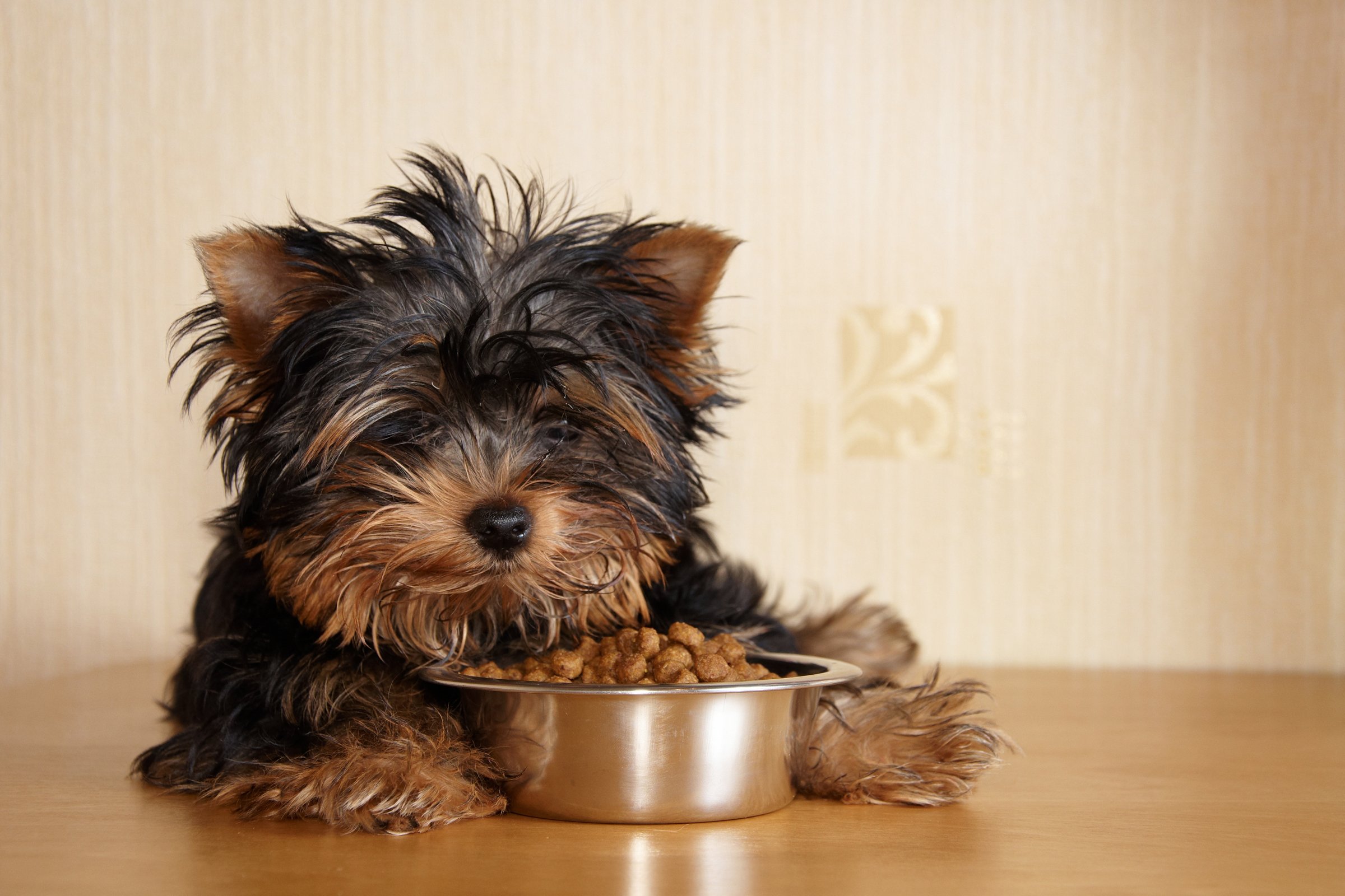 yorkshire terrier kölyök eszik eledel táp