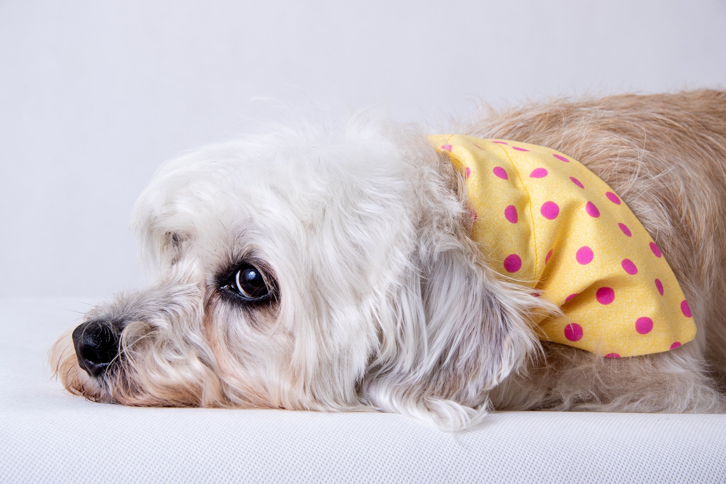 Dandie Dinmont Terrier