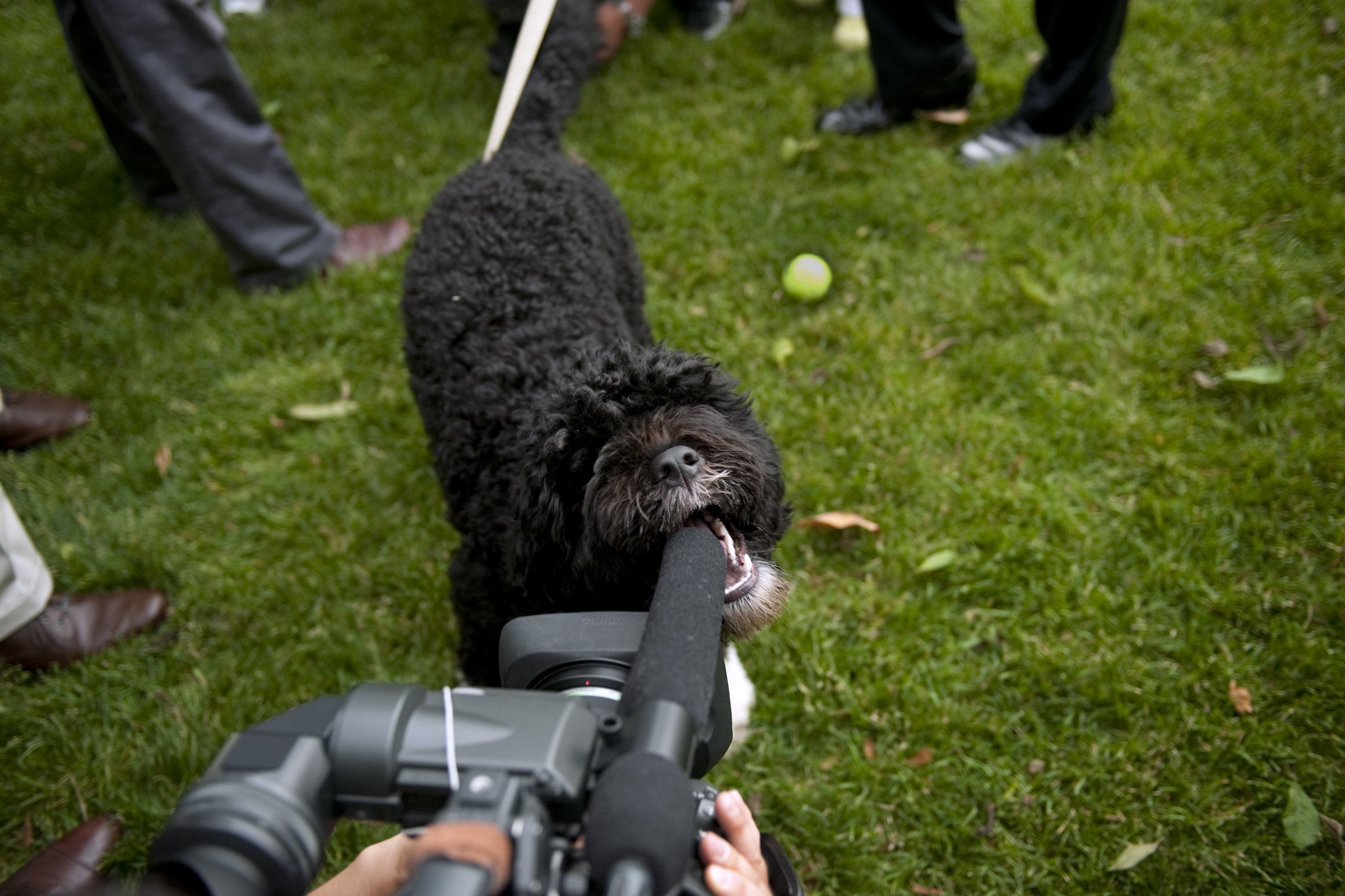 Bo Obama kutyája