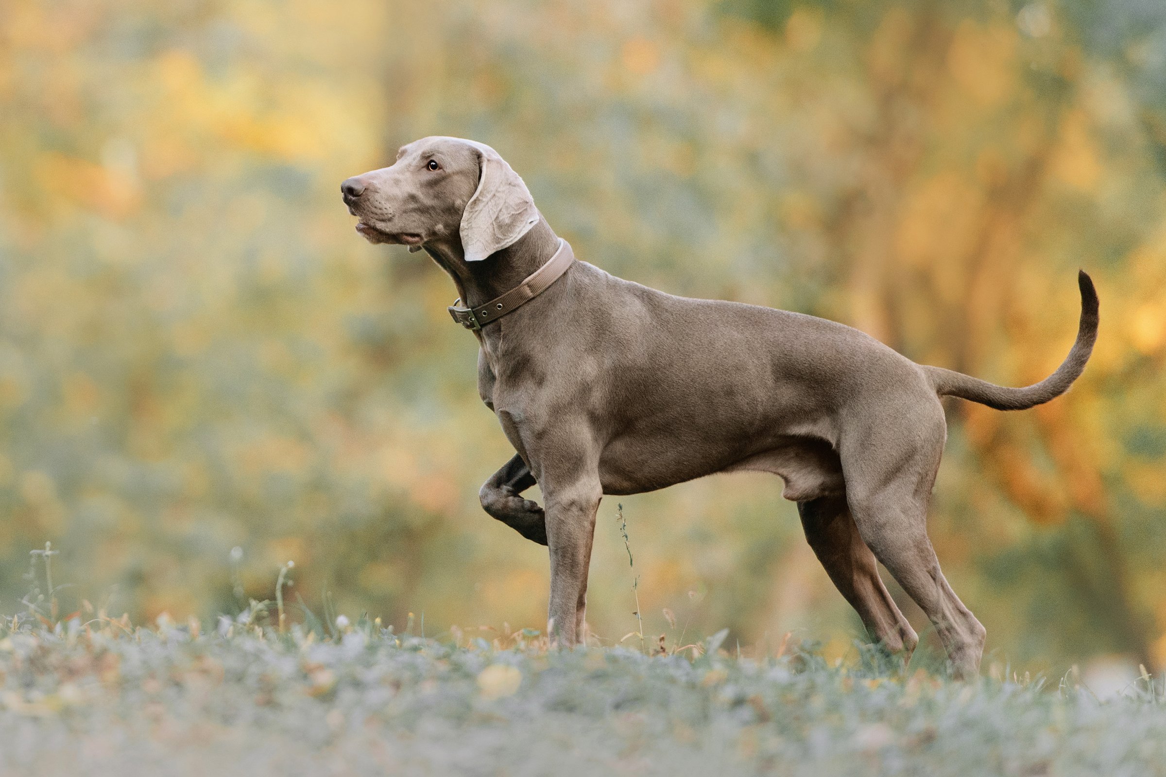 weimari vizsla vadász