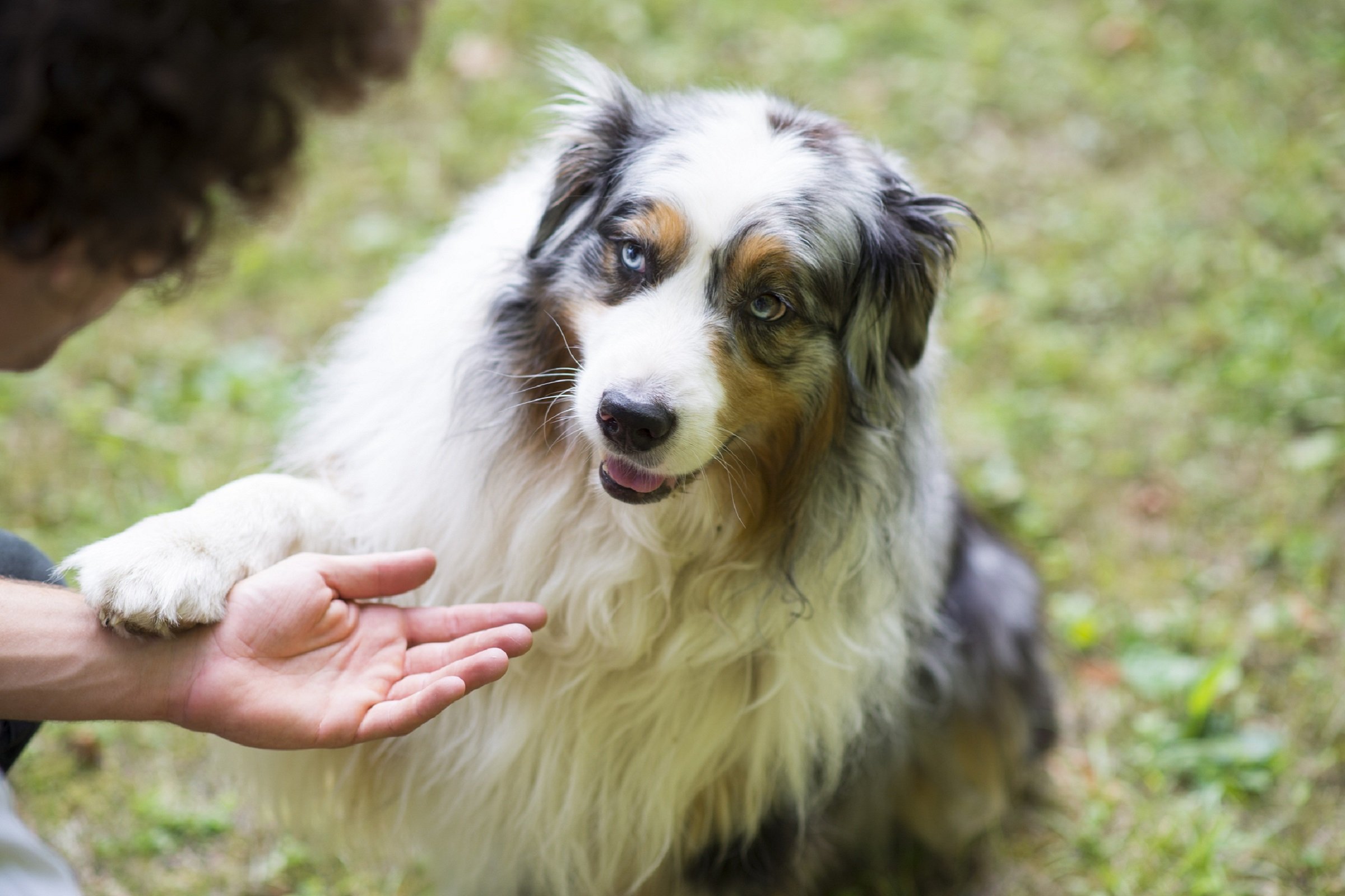 2021_06_aussie10.jpg