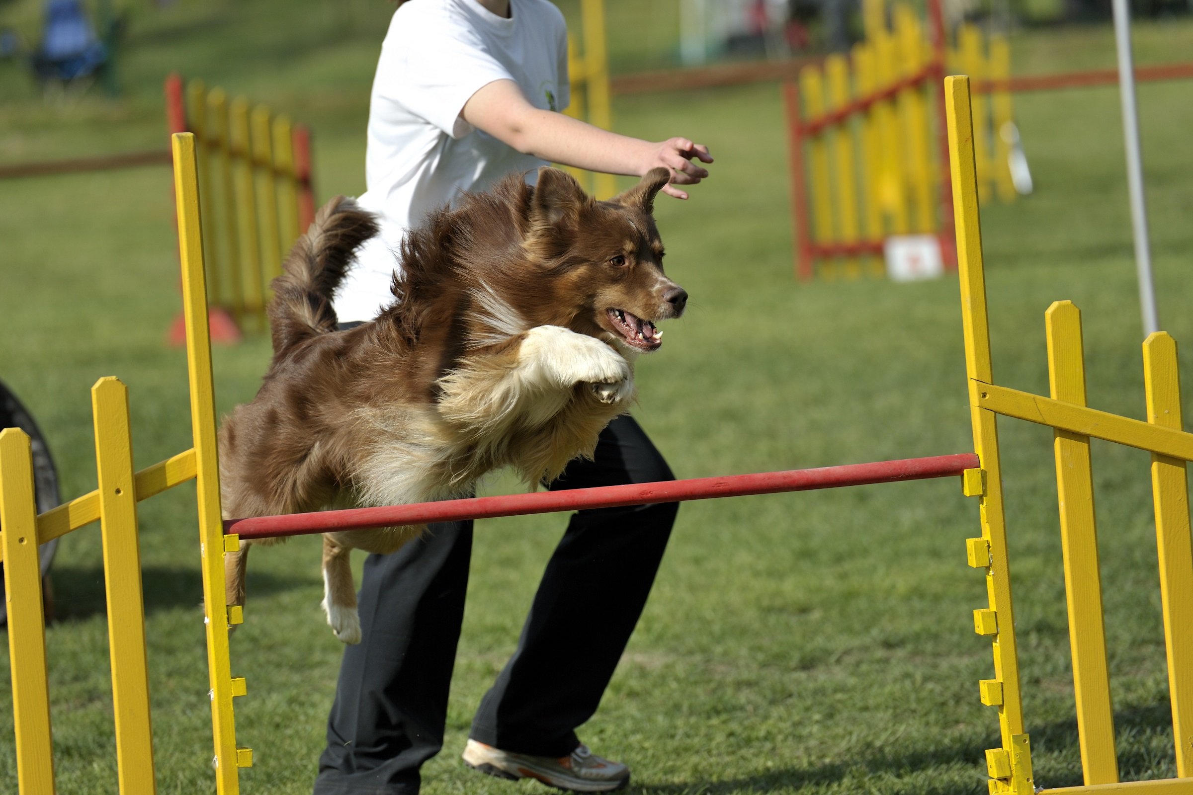2021_06_aussie3.jpg