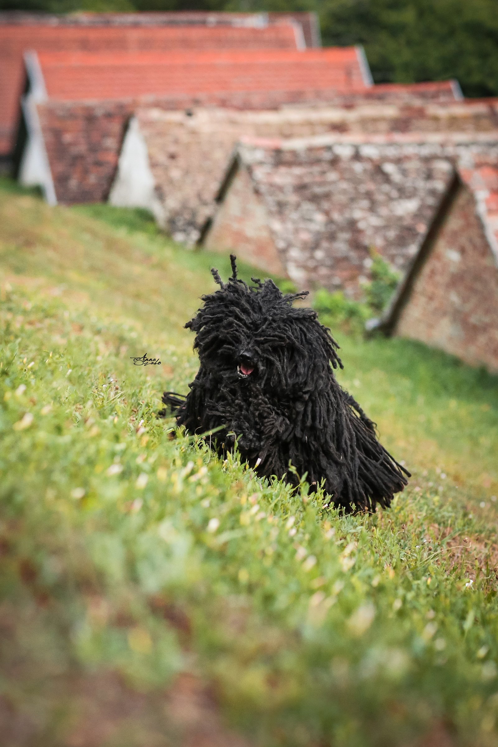 puli