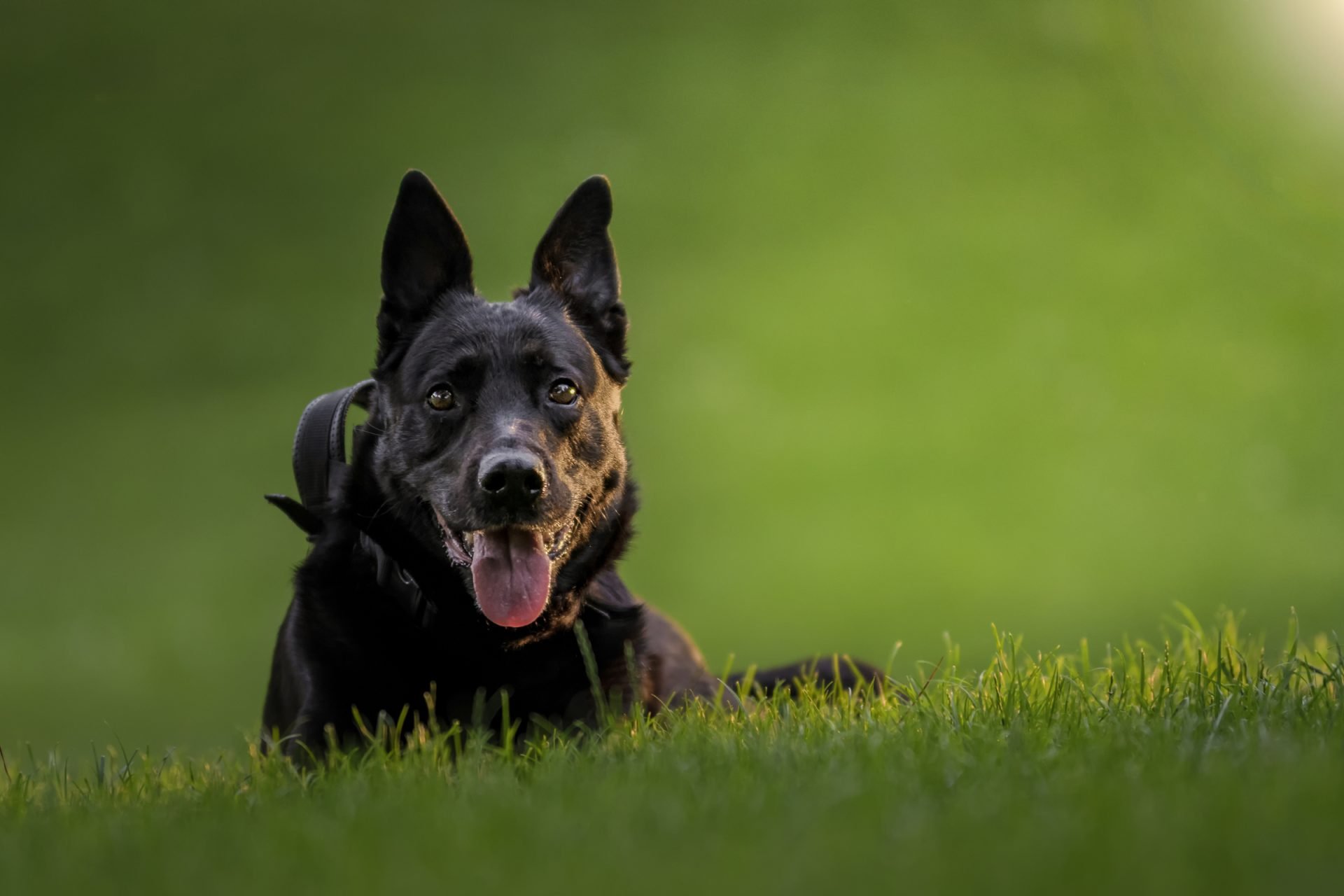 2021_06_fekete-malinois-scaled.jpg